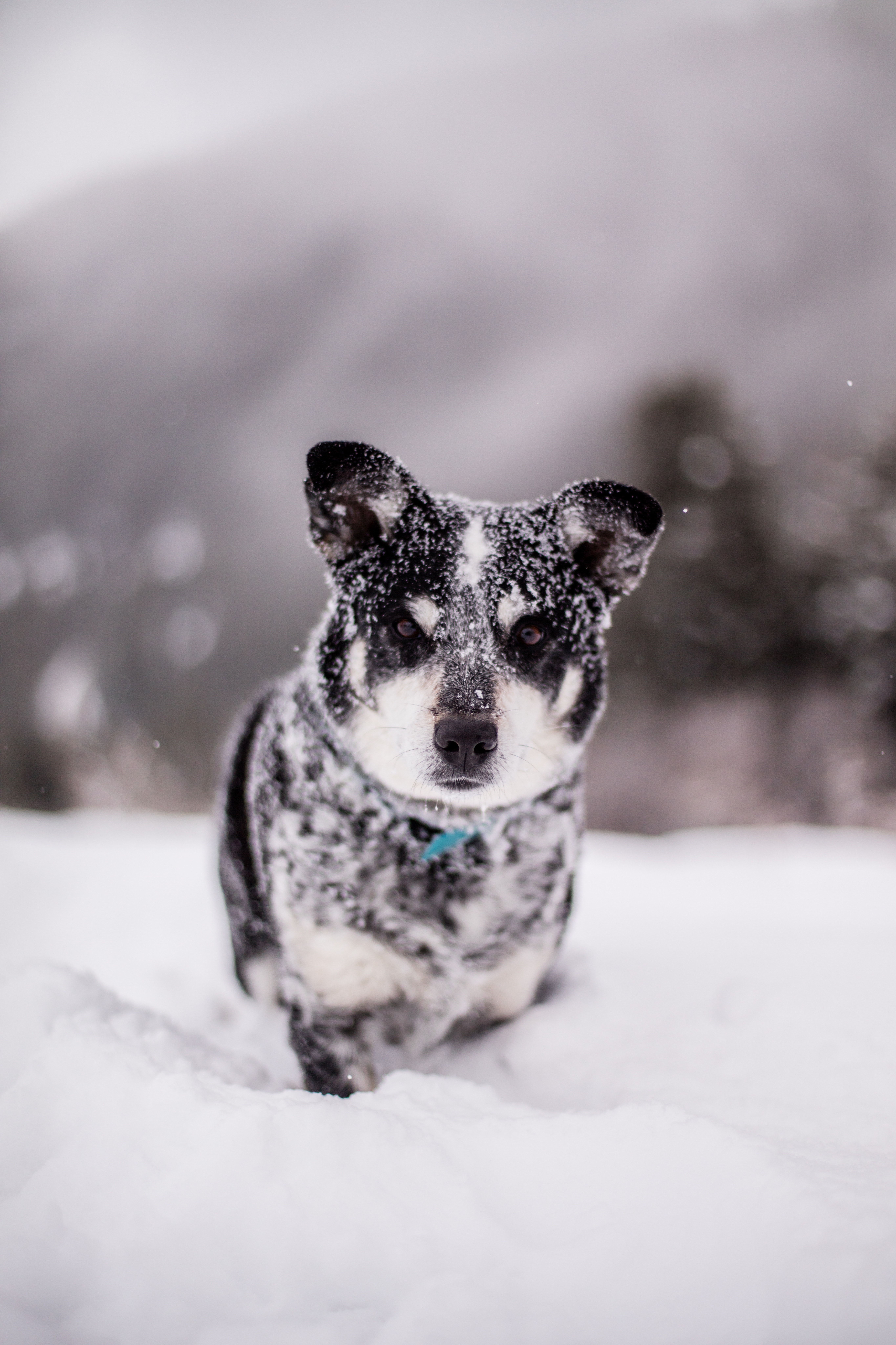 Handy-Wallpaper Hund, Nass, Schneewehe, Snowdrift, Tiere, Schnee, Schnauze, Komisch, Lustig kostenlos herunterladen.