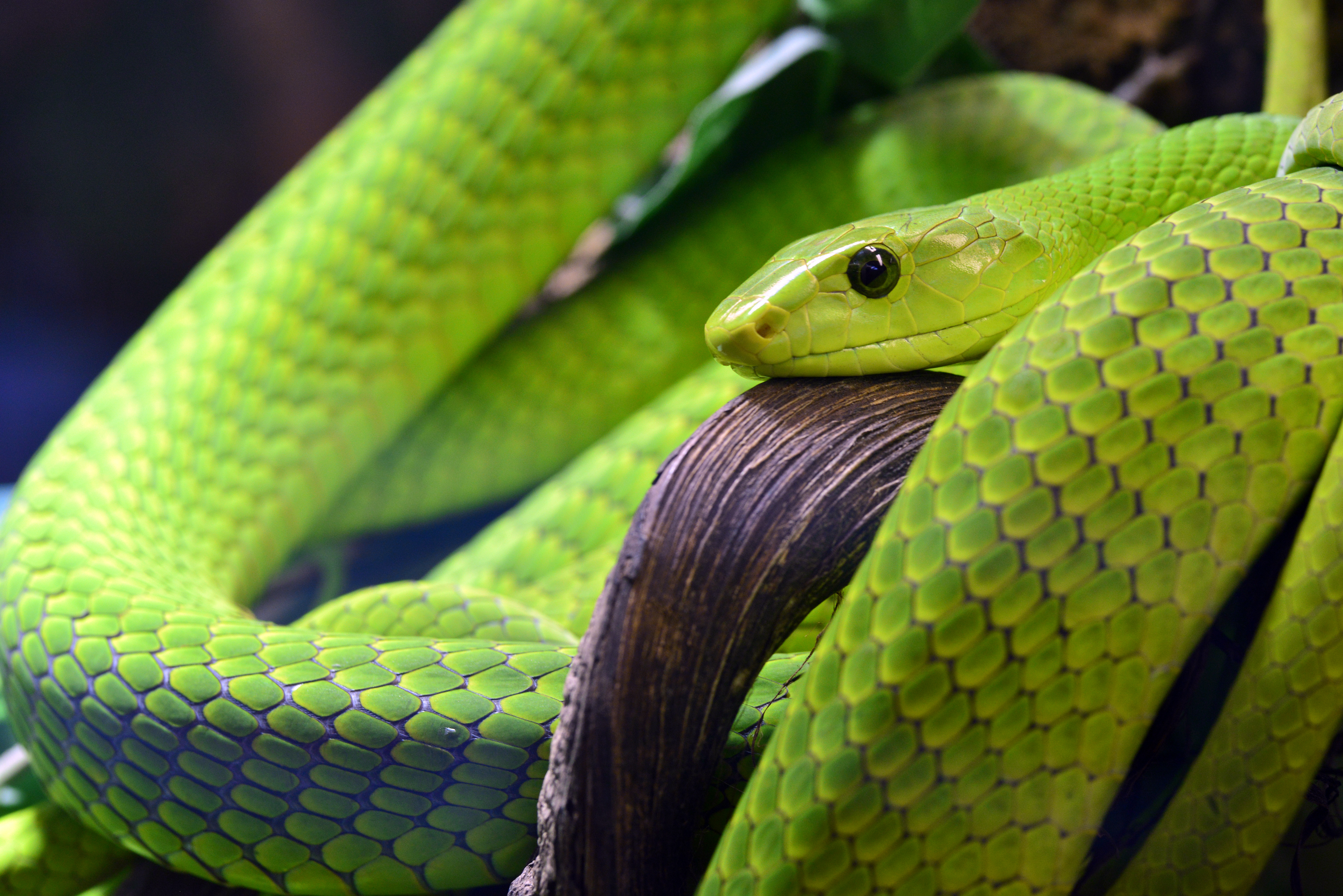 126957壁紙のダウンロード動物, ヘビ, 緑, 目, 蛇, はかり, 規模, 眼-スクリーンセーバーと写真を無料で