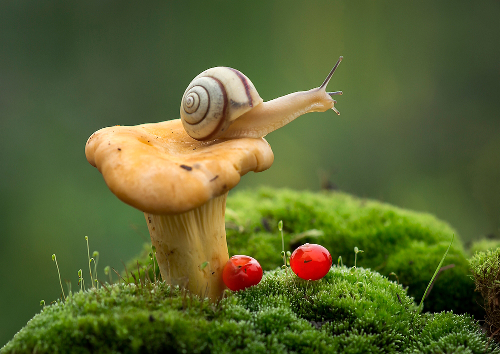 mollusc, animal, snail, macro, moss, mushroom