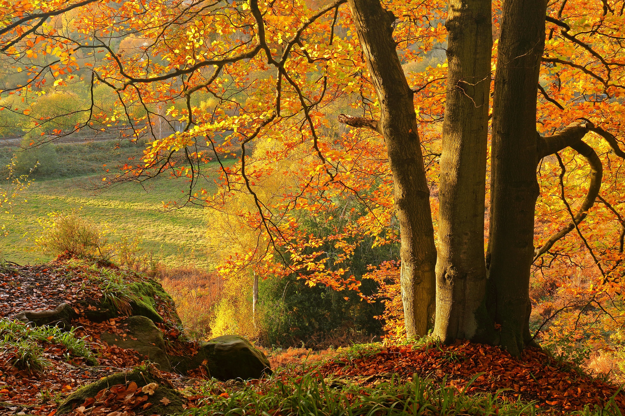 This fall. Autumn Wallpaper on Laptop.