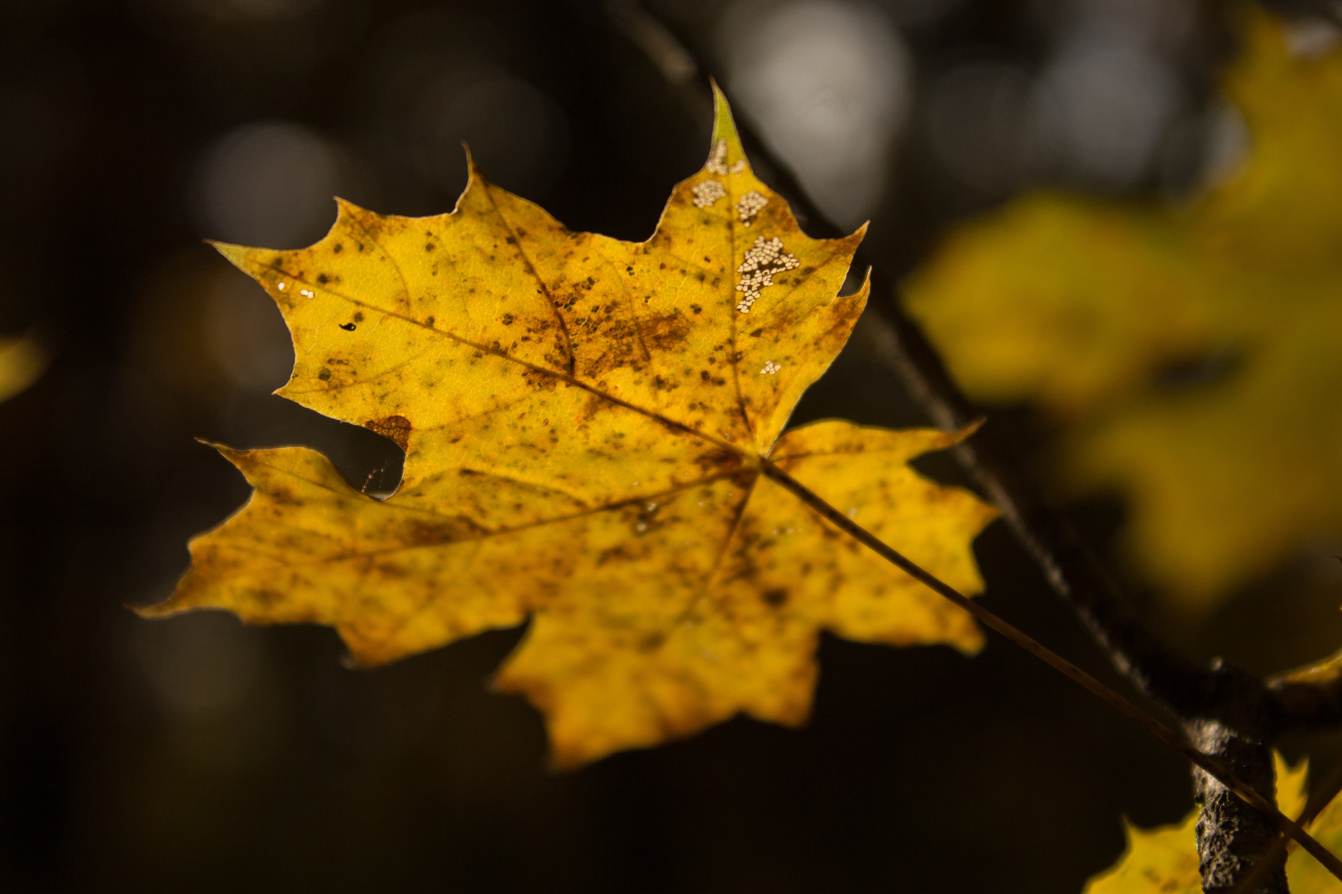 Download mobile wallpaper Sheet, Nature, Leaf, Maple, Autumn for free.