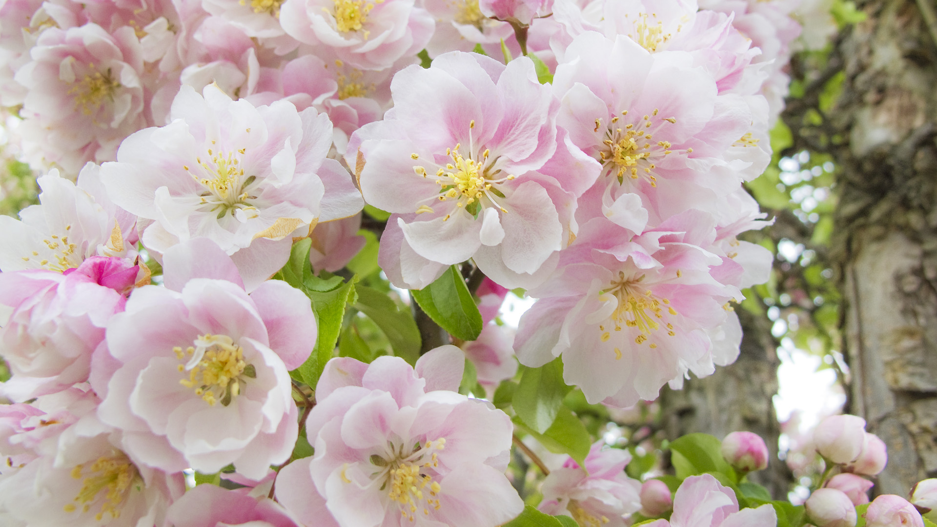 Цветущие розовые сады