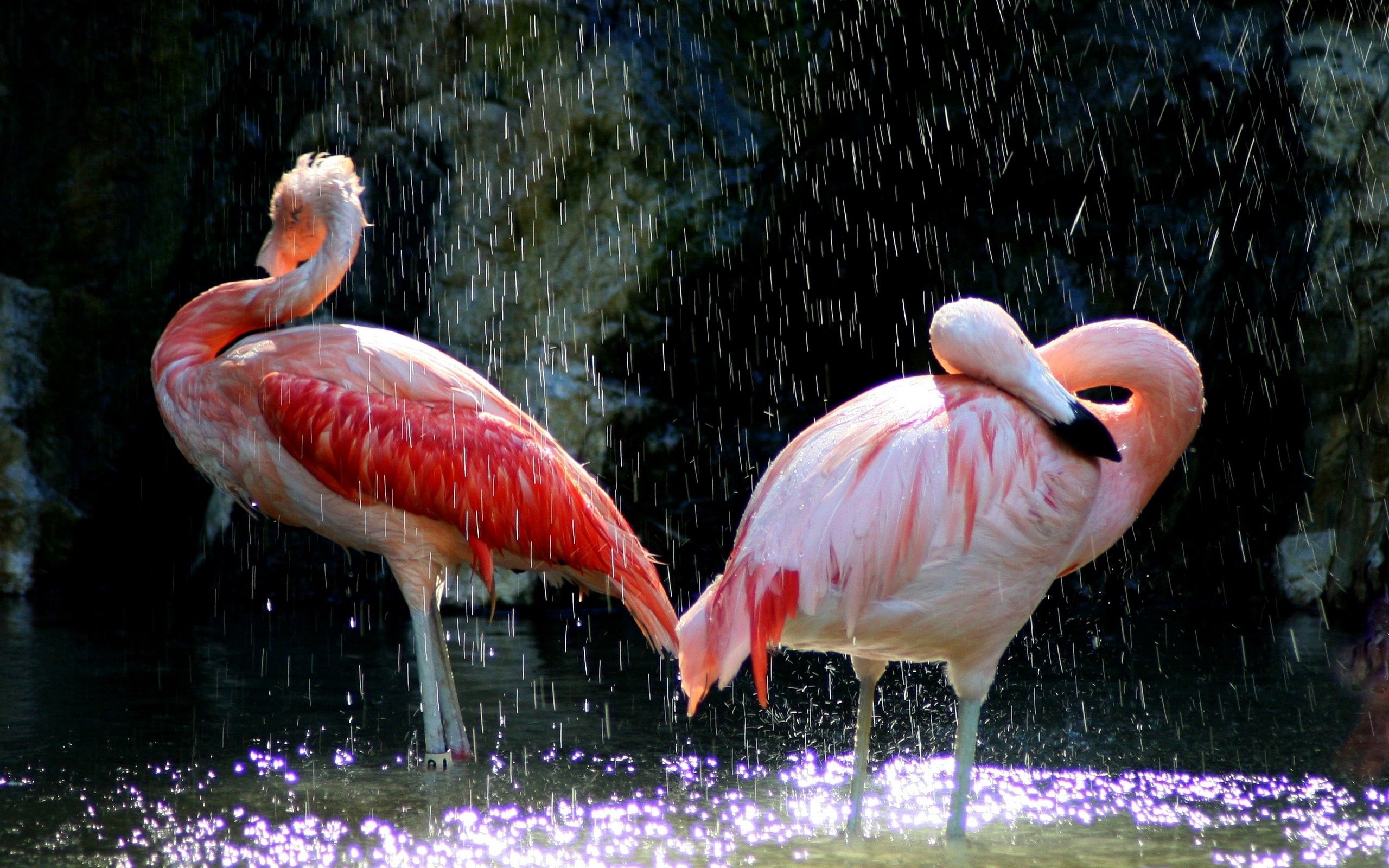 Download mobile wallpaper Drops, Animals, Water, Flamingo, Birds for free.
