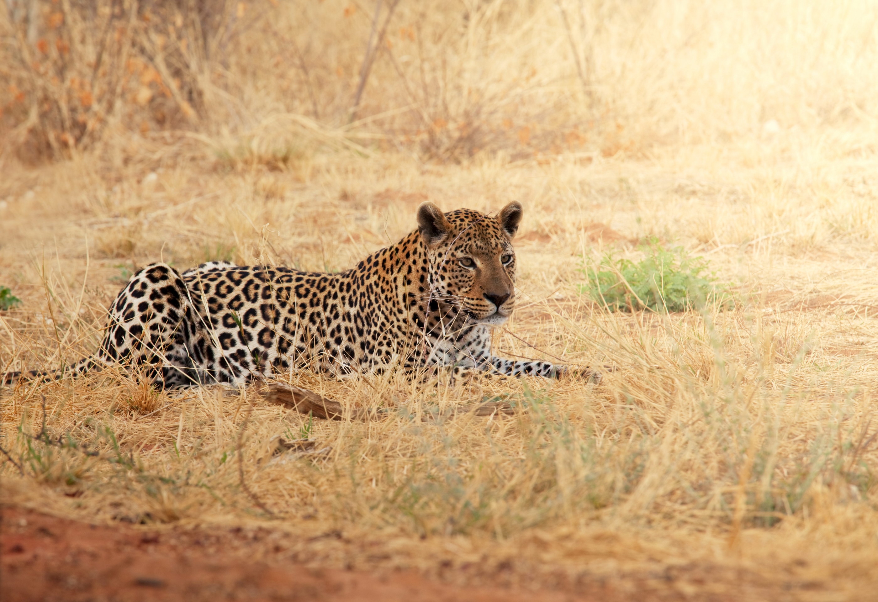 Download mobile wallpaper Rest, Animals, Grass, Leopard, Relaxation, Africa for free.