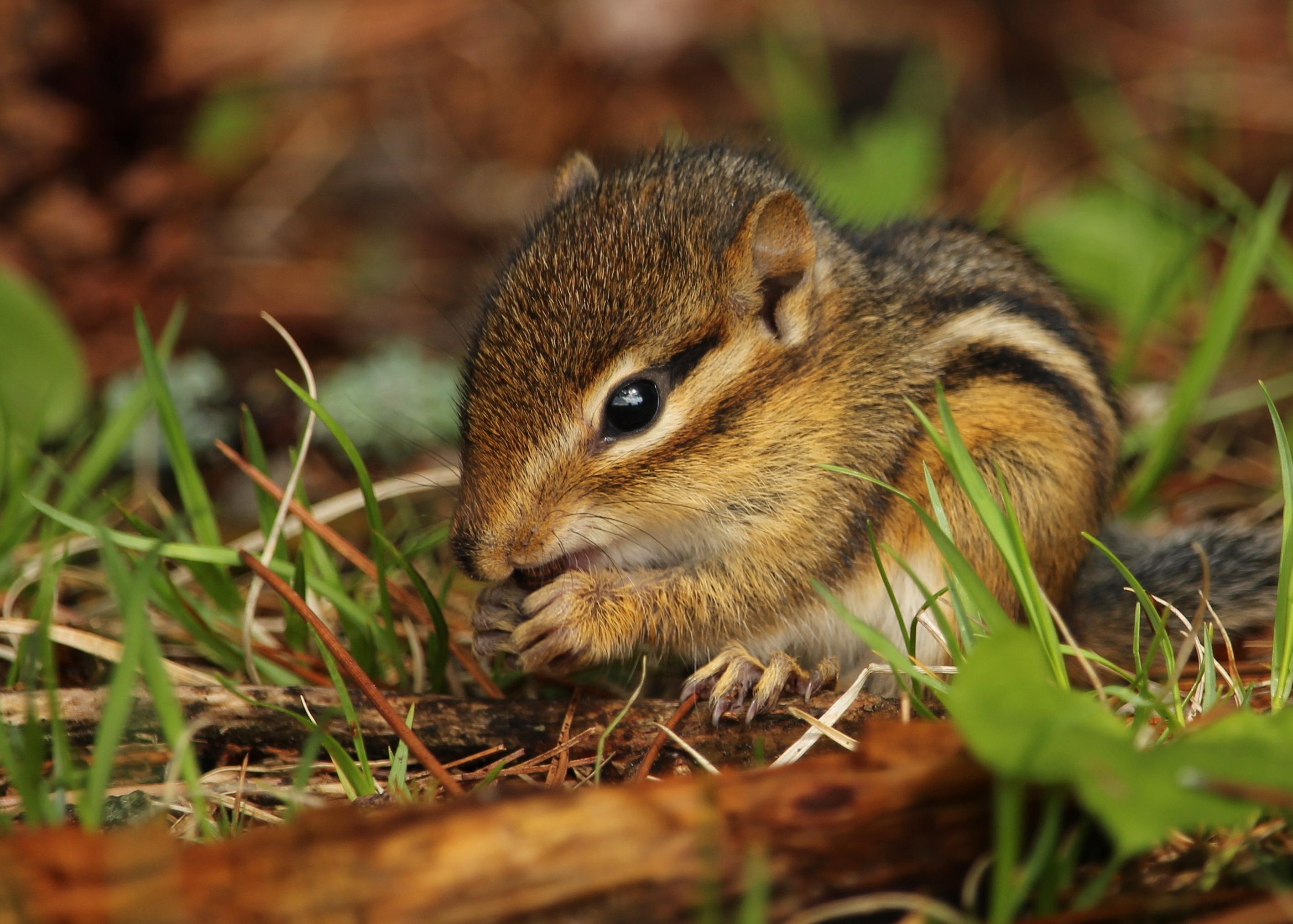 Download mobile wallpaper Rodent, Food, Animals, Grass, Chipmunk for free.