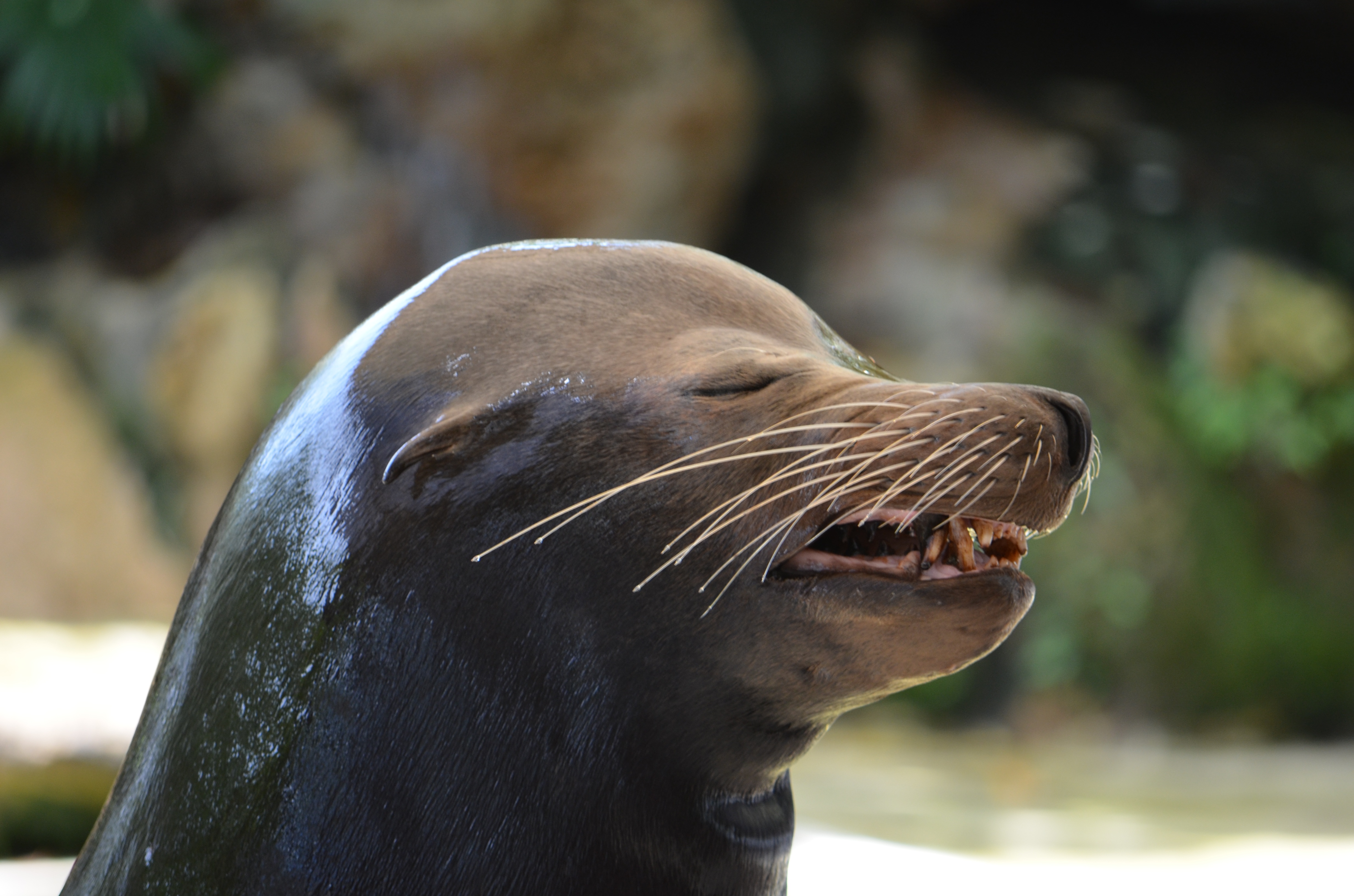 animals, muzzle, wet, emotions, sea lion HD for desktop 1080p