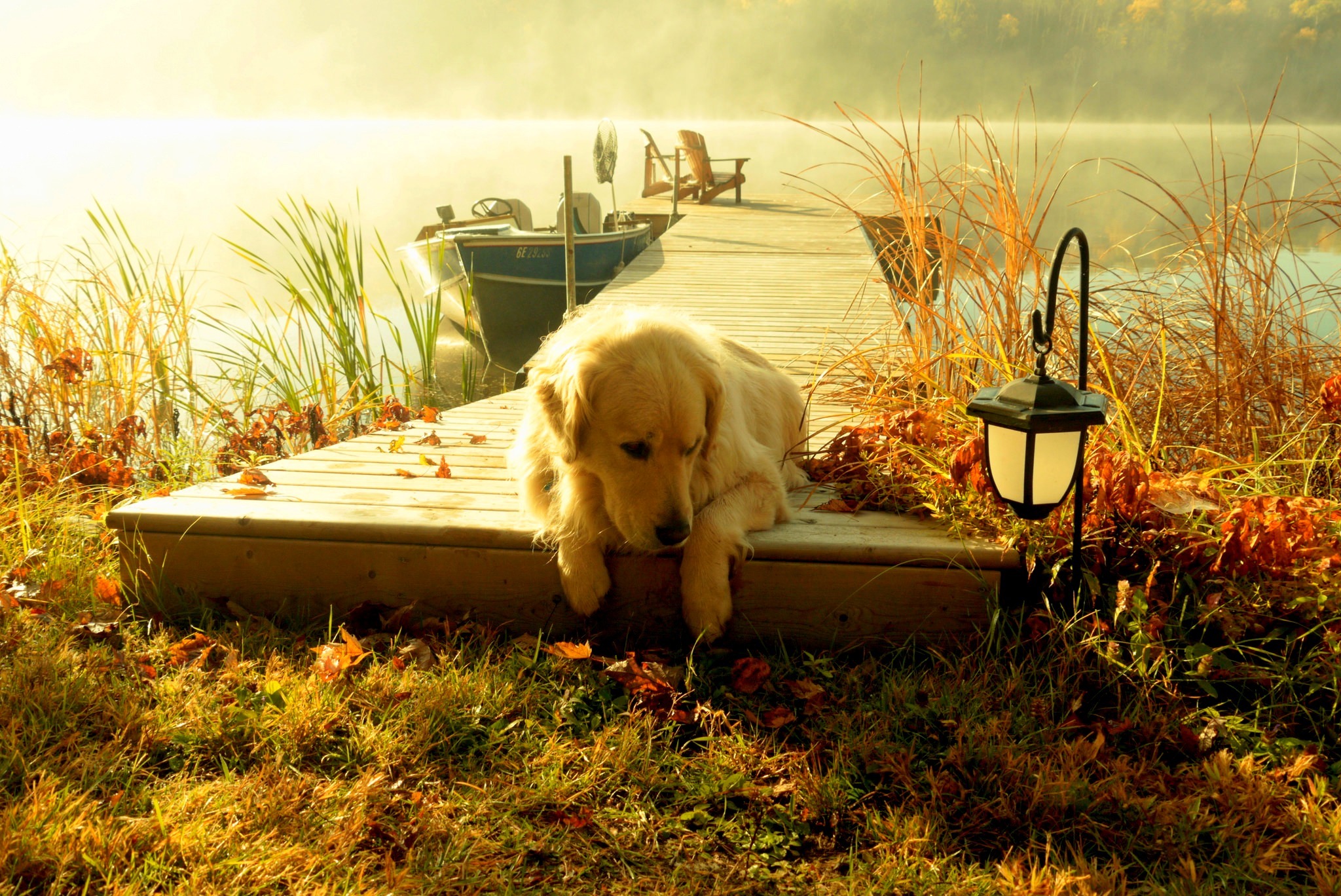 Природа дом животных. Осень Голден Голден ретривер. Собака на природе. Красивые пейзажи с собаками. Лето животные.