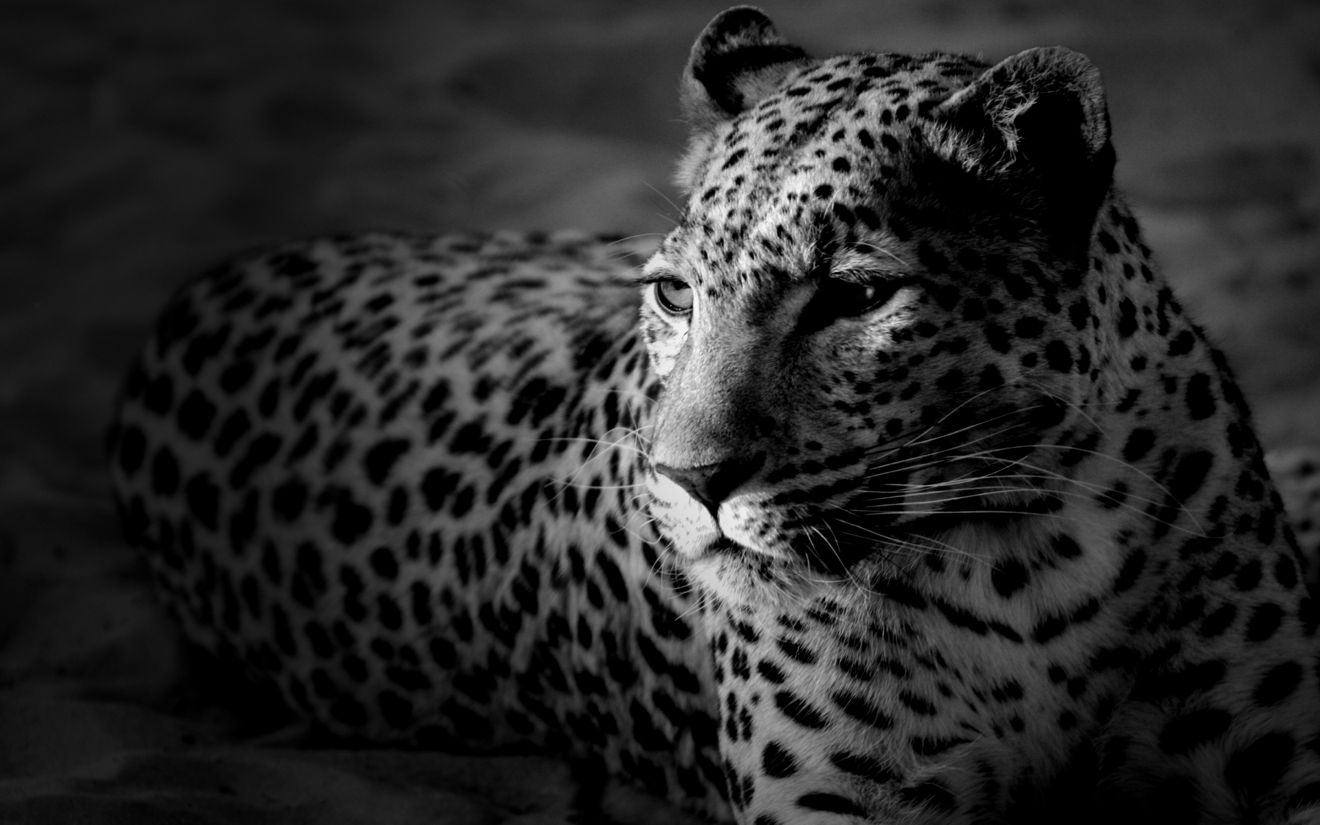 11222 baixar papel de parede animais, fotografia artística, leopards, cinza - protetores de tela e imagens gratuitamente