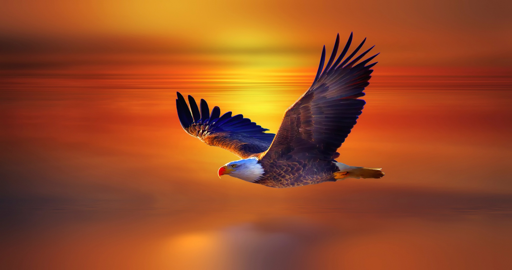Mobile Wallpaper Eagle 