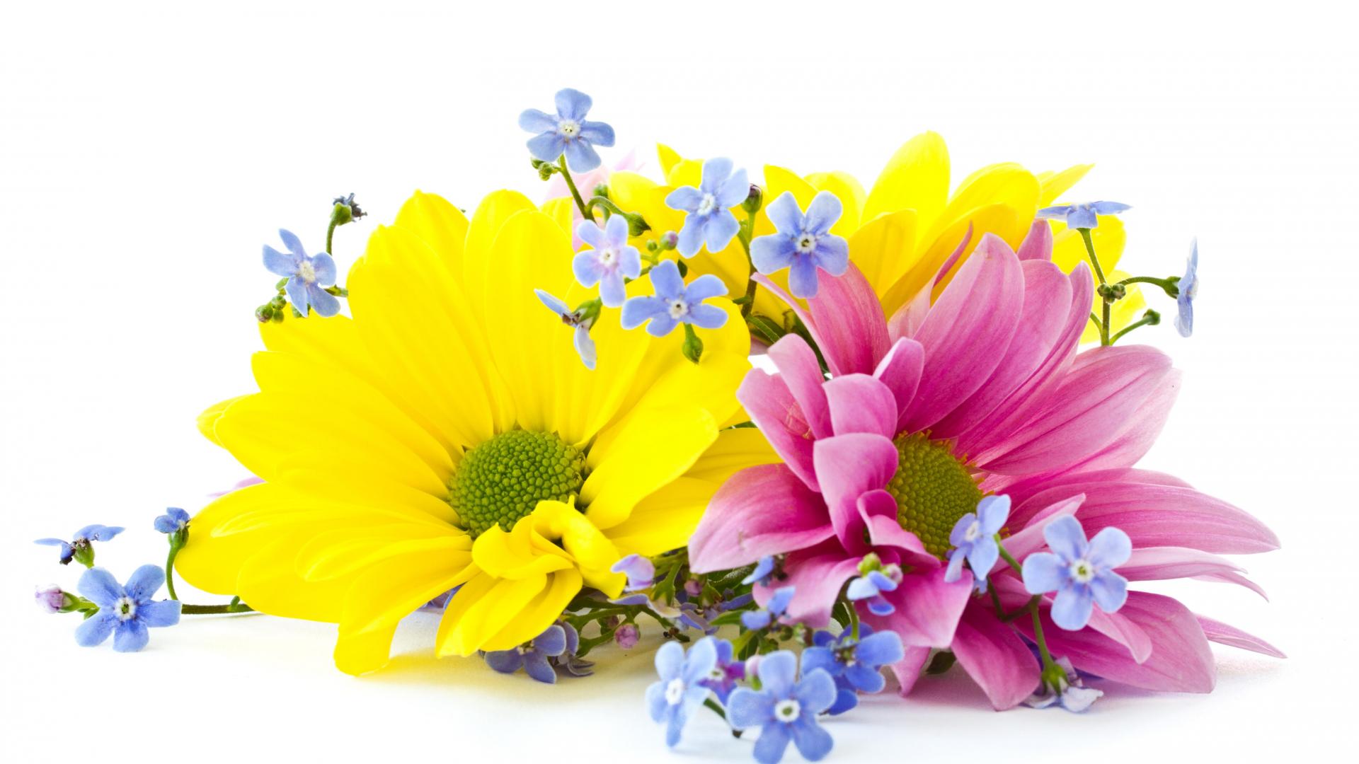 spring, earth, chrysanthemum, blue flower, daisy, flower, nature, pink flower, yellow flower, flowers