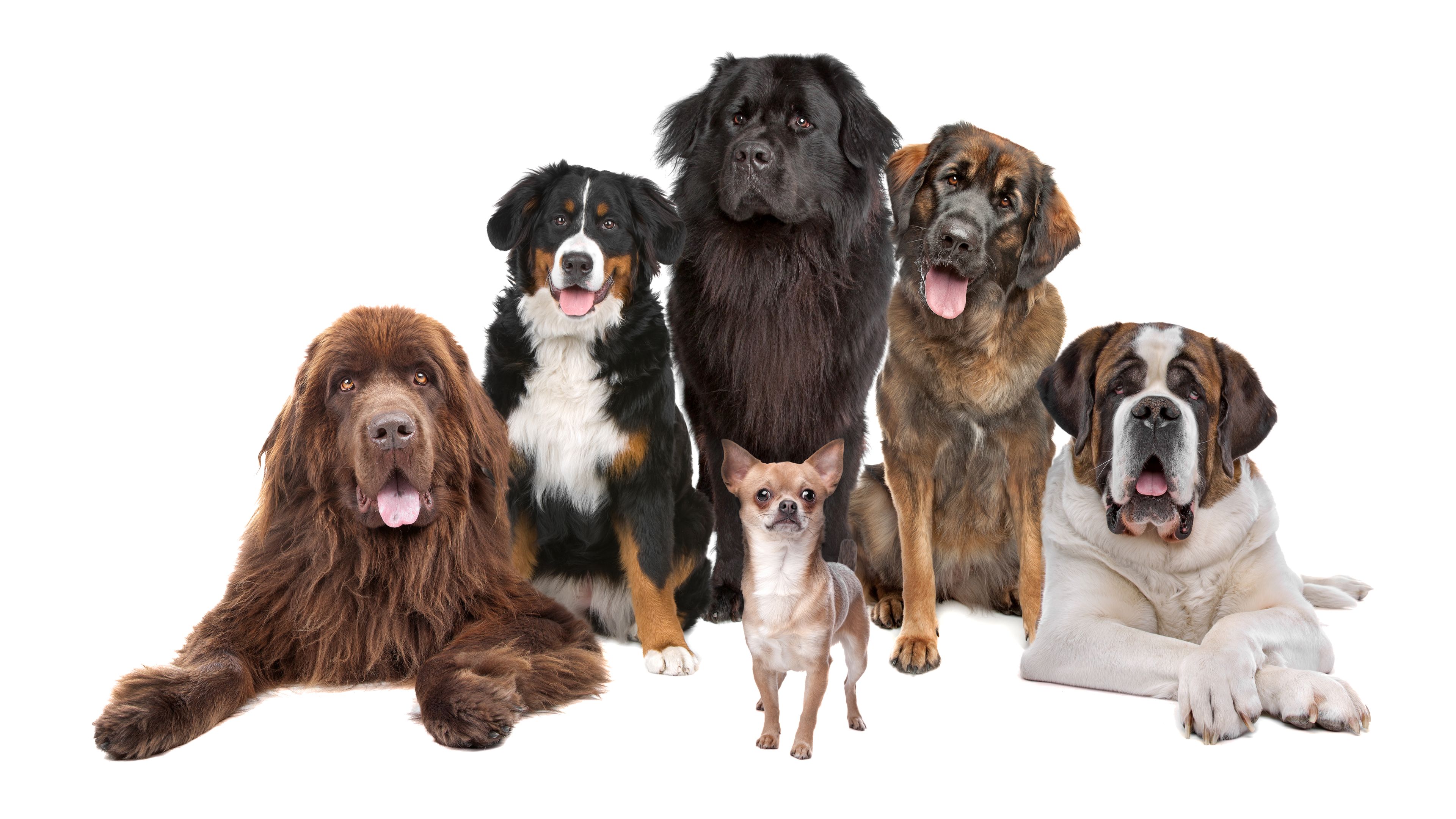 416004壁紙のダウンロード動物, 犬, チワワ, セネンフンド, セントバーナード-スクリーンセーバーと写真を無料で