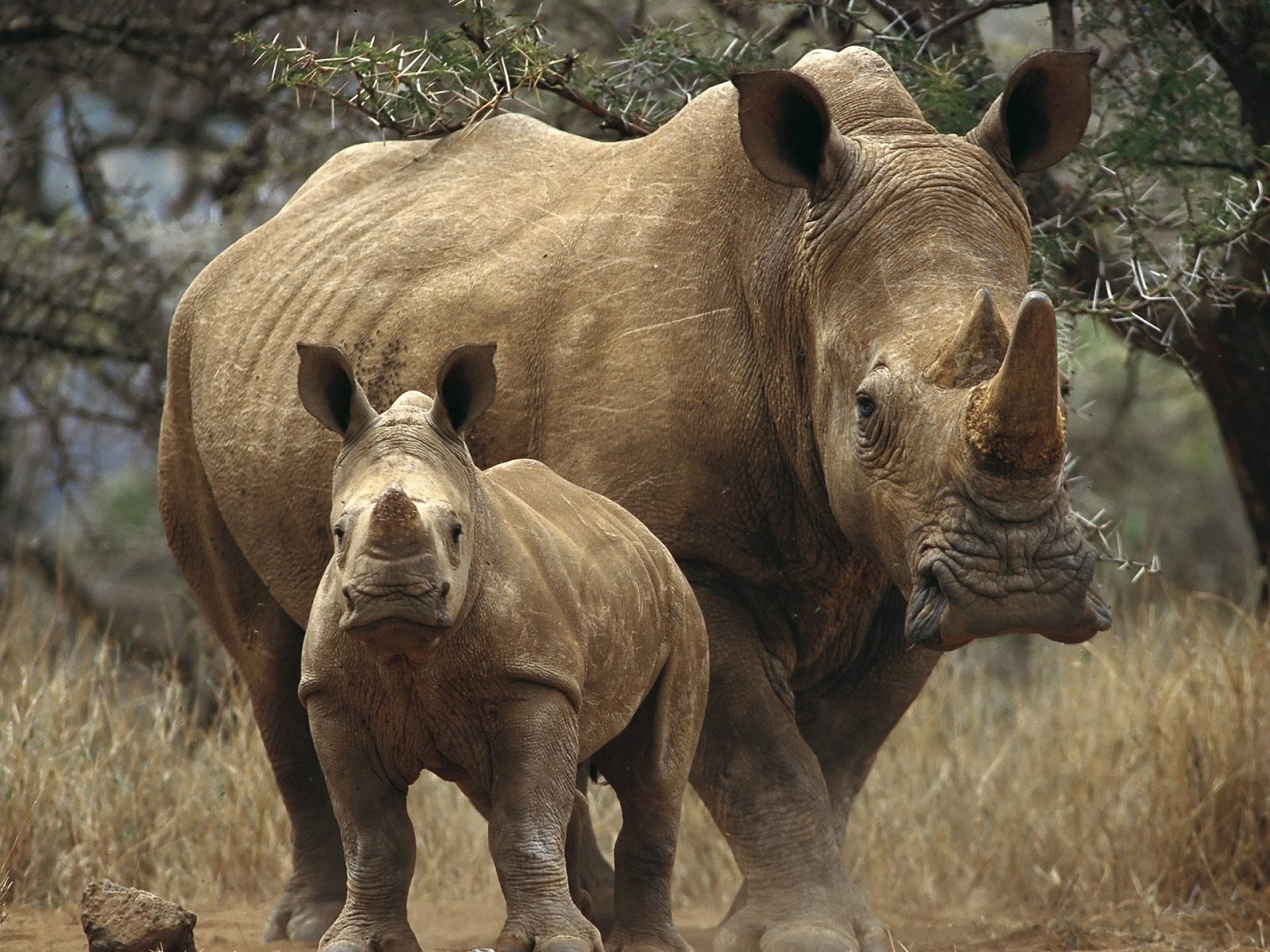 Африканские носороги на природе