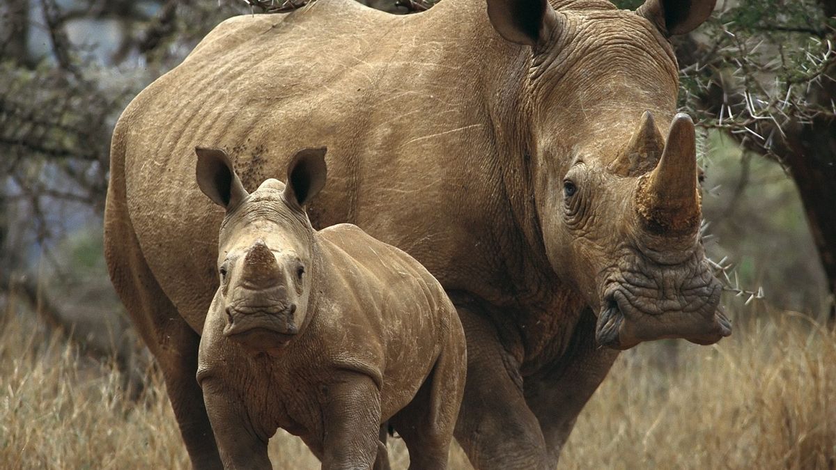 Носорог в природе