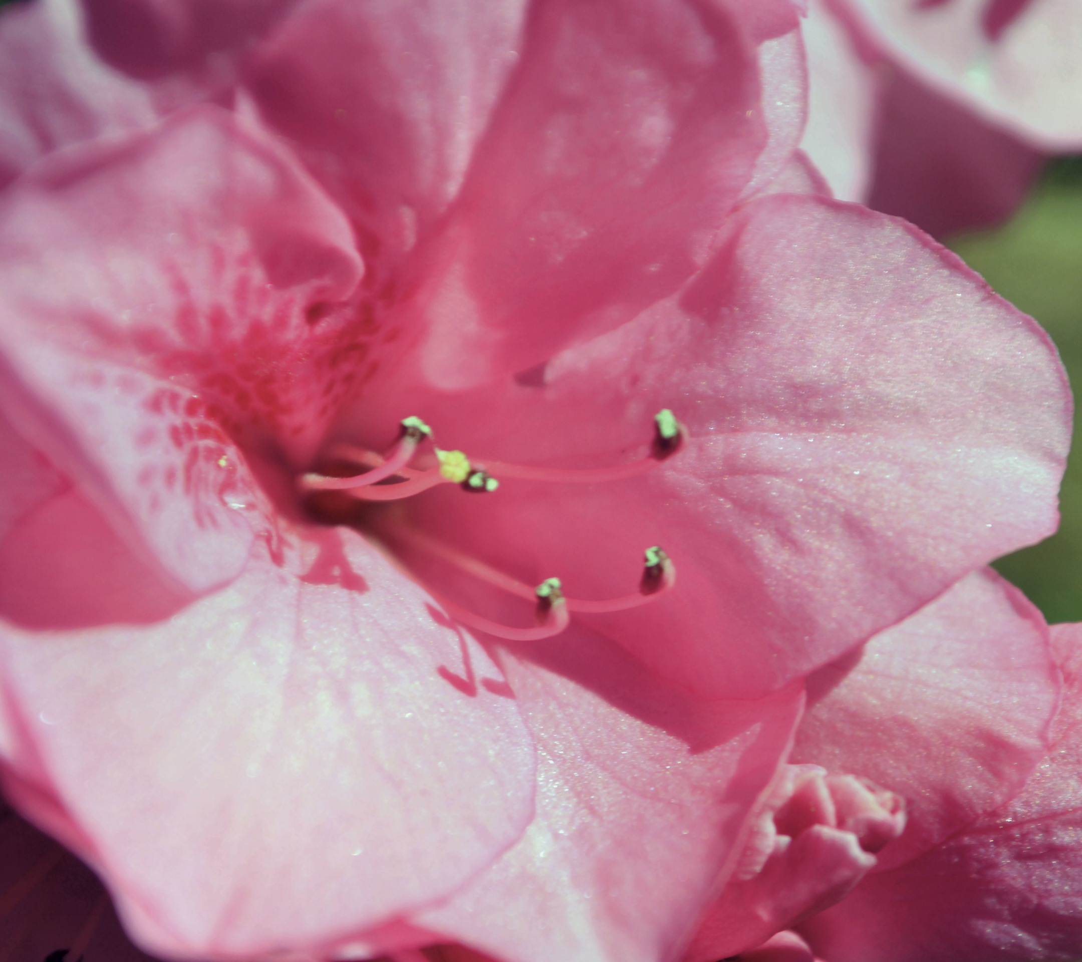 1121416 Hintergrundbilder und Rhododendron Bilder auf dem Desktop. Laden Sie  Bildschirmschoner kostenlos auf den PC herunter