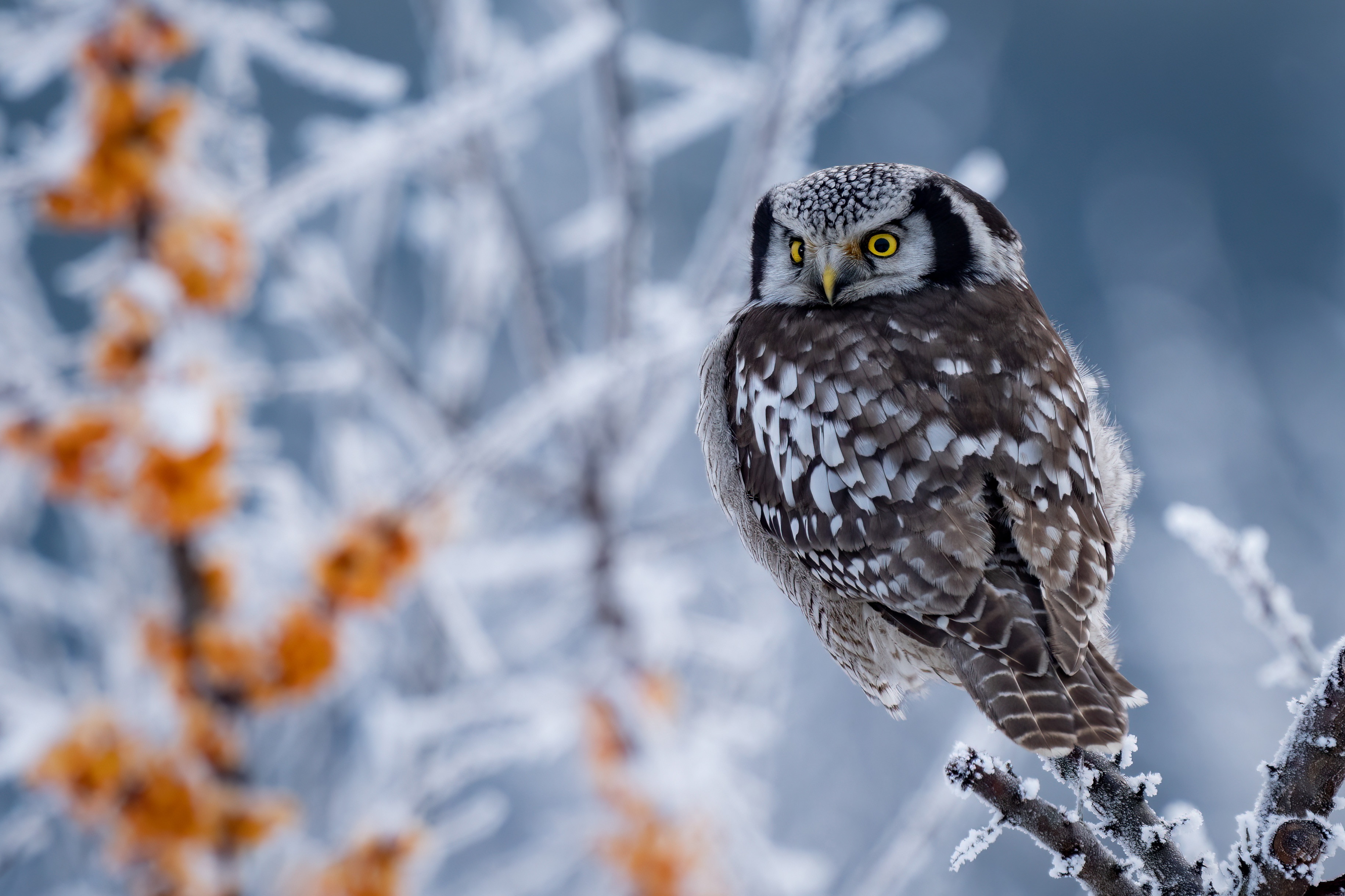 4k Hawk Owl Photos