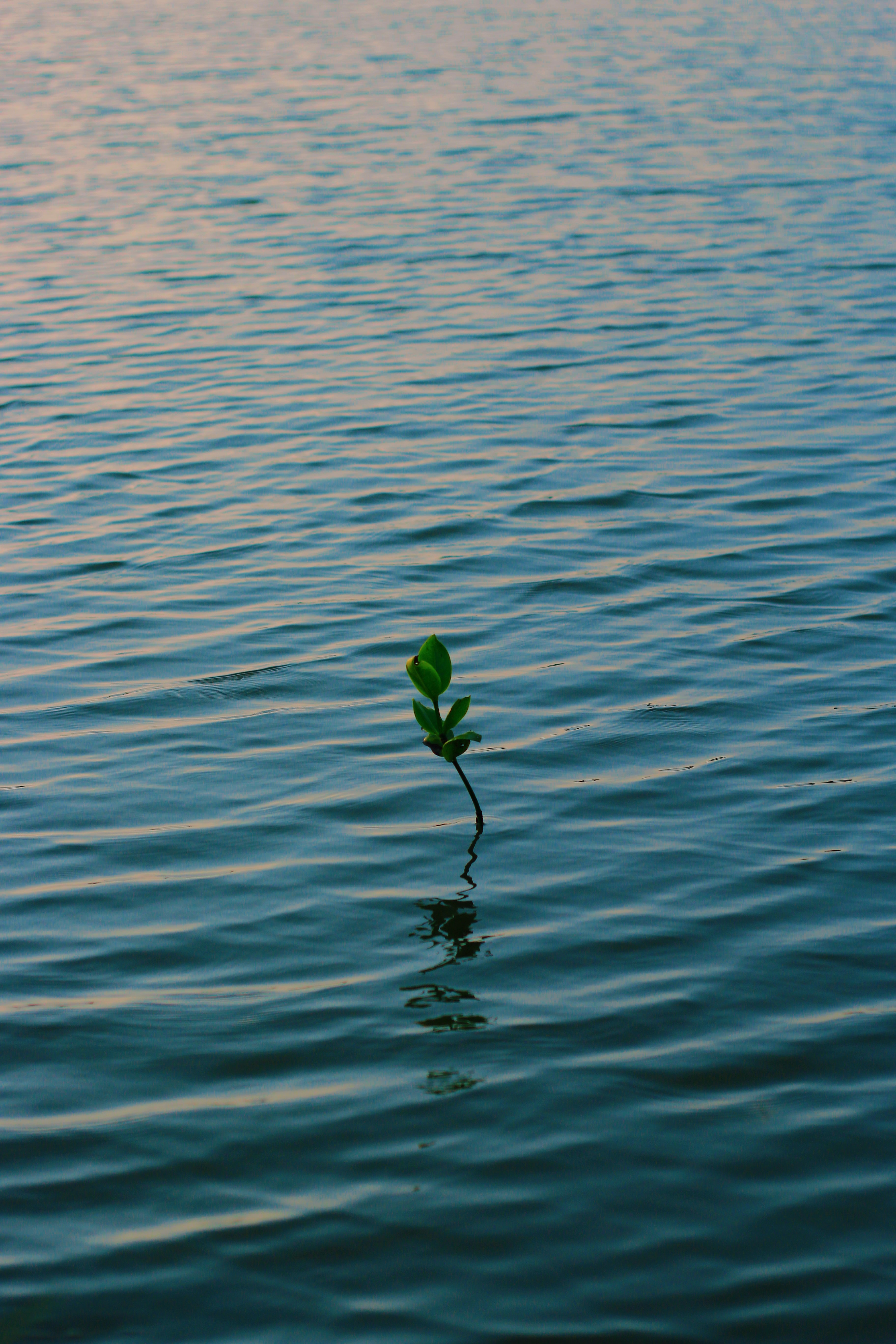 Download mobile wallpaper Water, Branch, Nature, Waves, Plant for free.