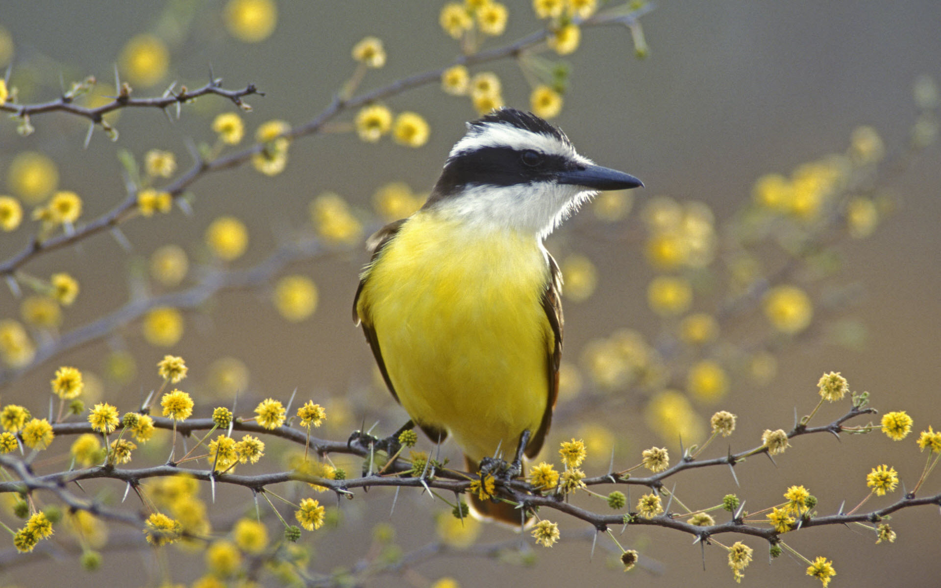 Птица с желтыми бровями
