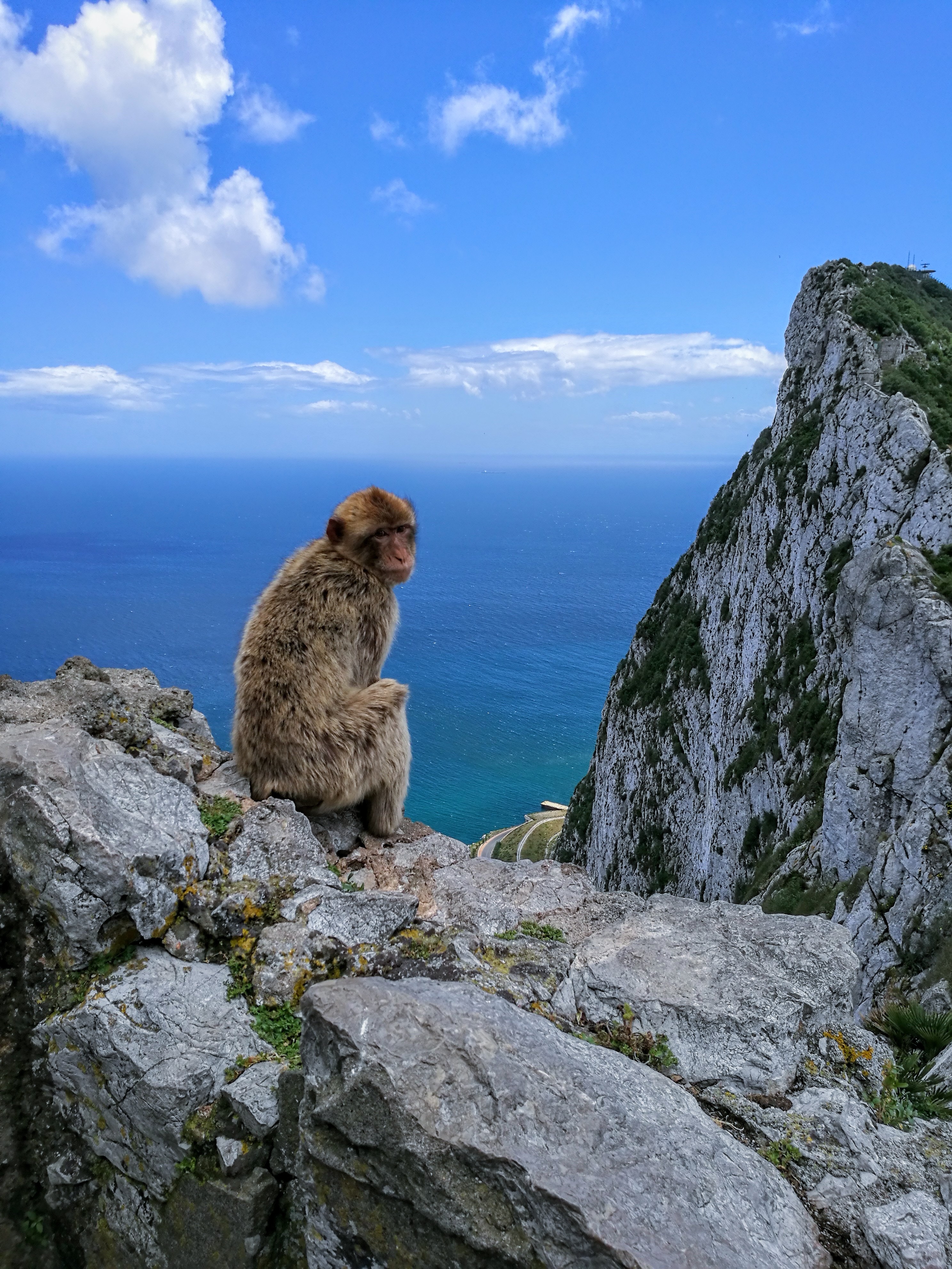 monkey, animals, sky, sea, rocks, marmoset HD wallpaper