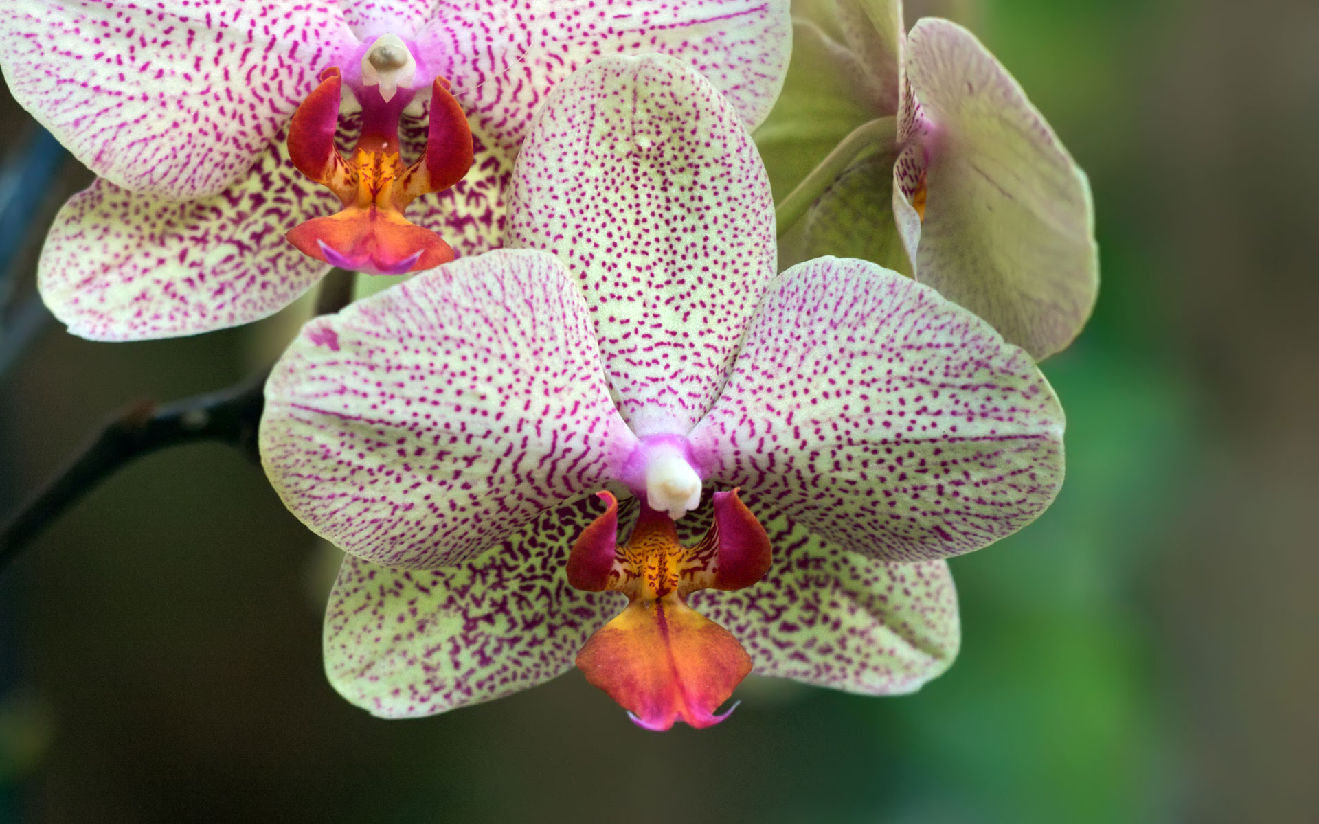 Орхидея beautiful smile фото