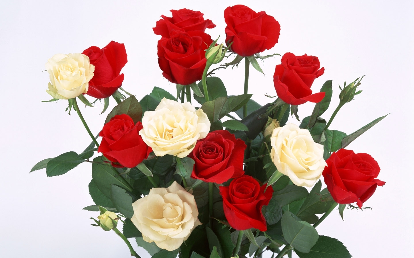 9025 скачать обои цветы, розы, растения, 8 марта, открытки - заставки и картинки бесплатно