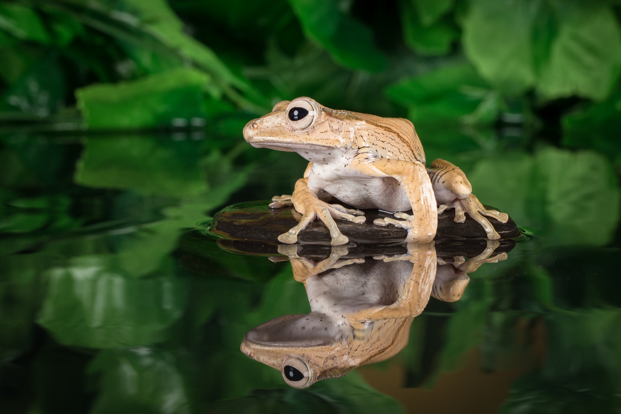 animal, frog, amphibian, reflection, water, frogs Image for desktop