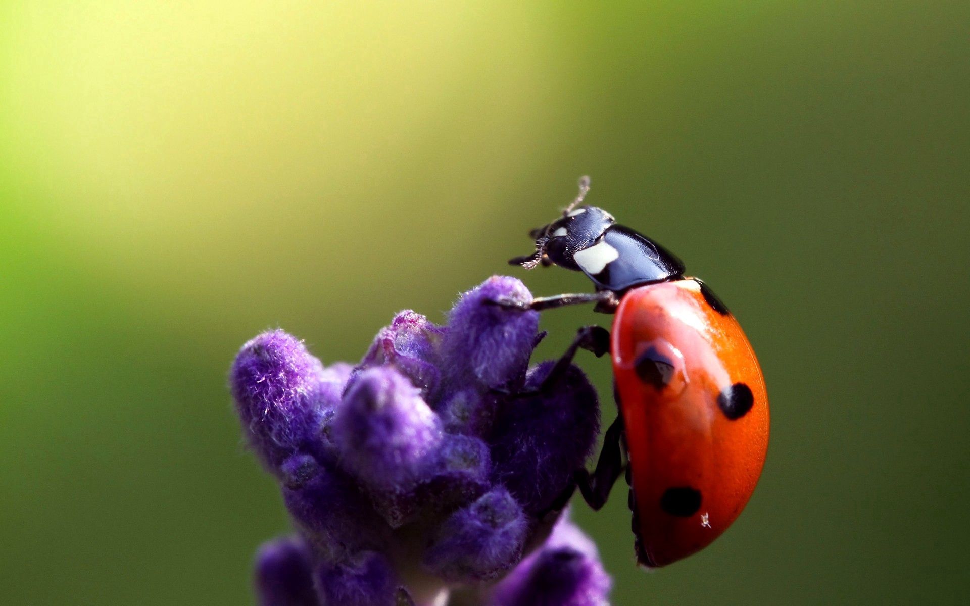 ladybug, ladybird, flower, macro, insect, crawl images