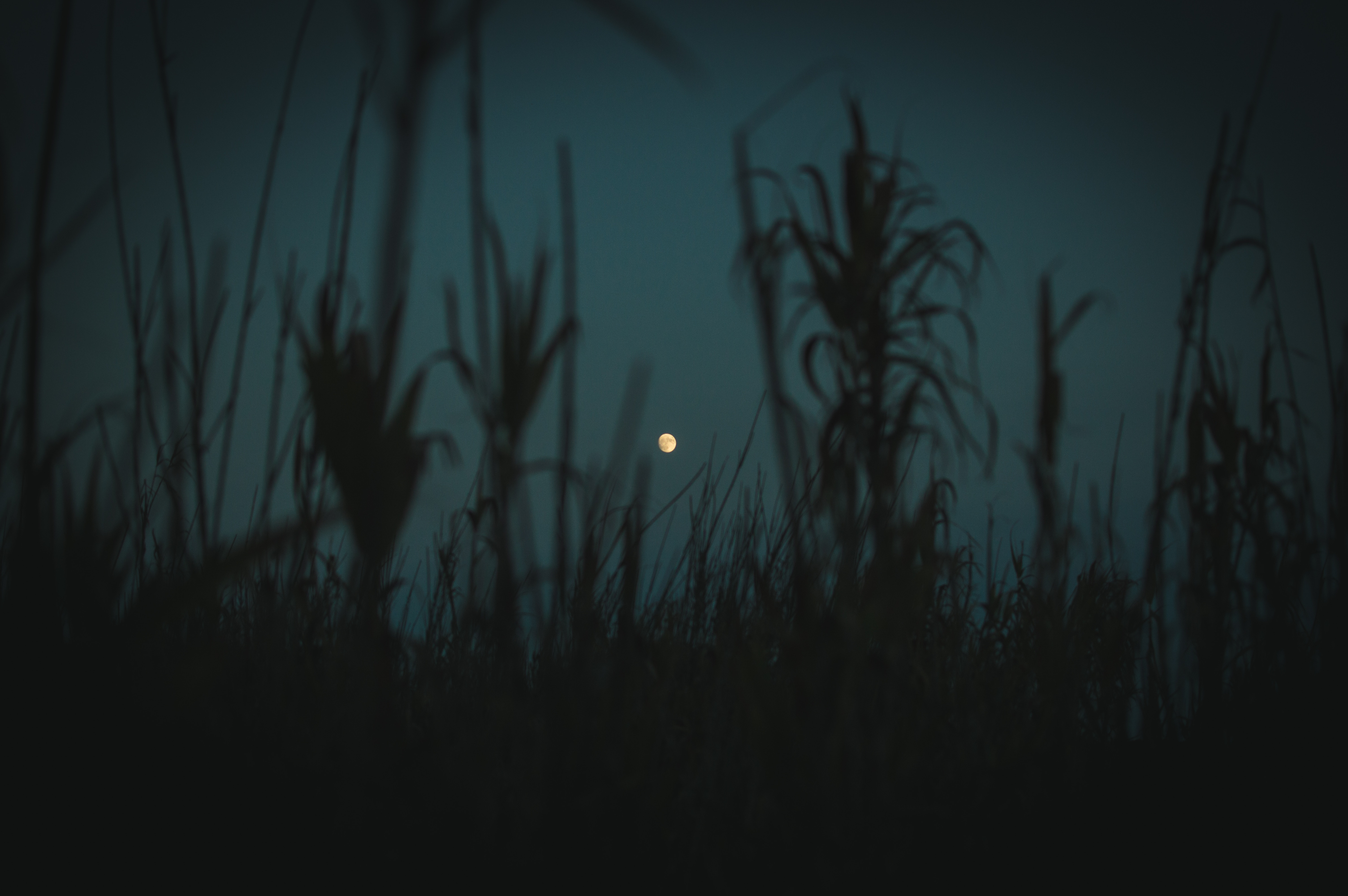 outlines, night, moon, plants, grass, twilight, dark, dusk QHD