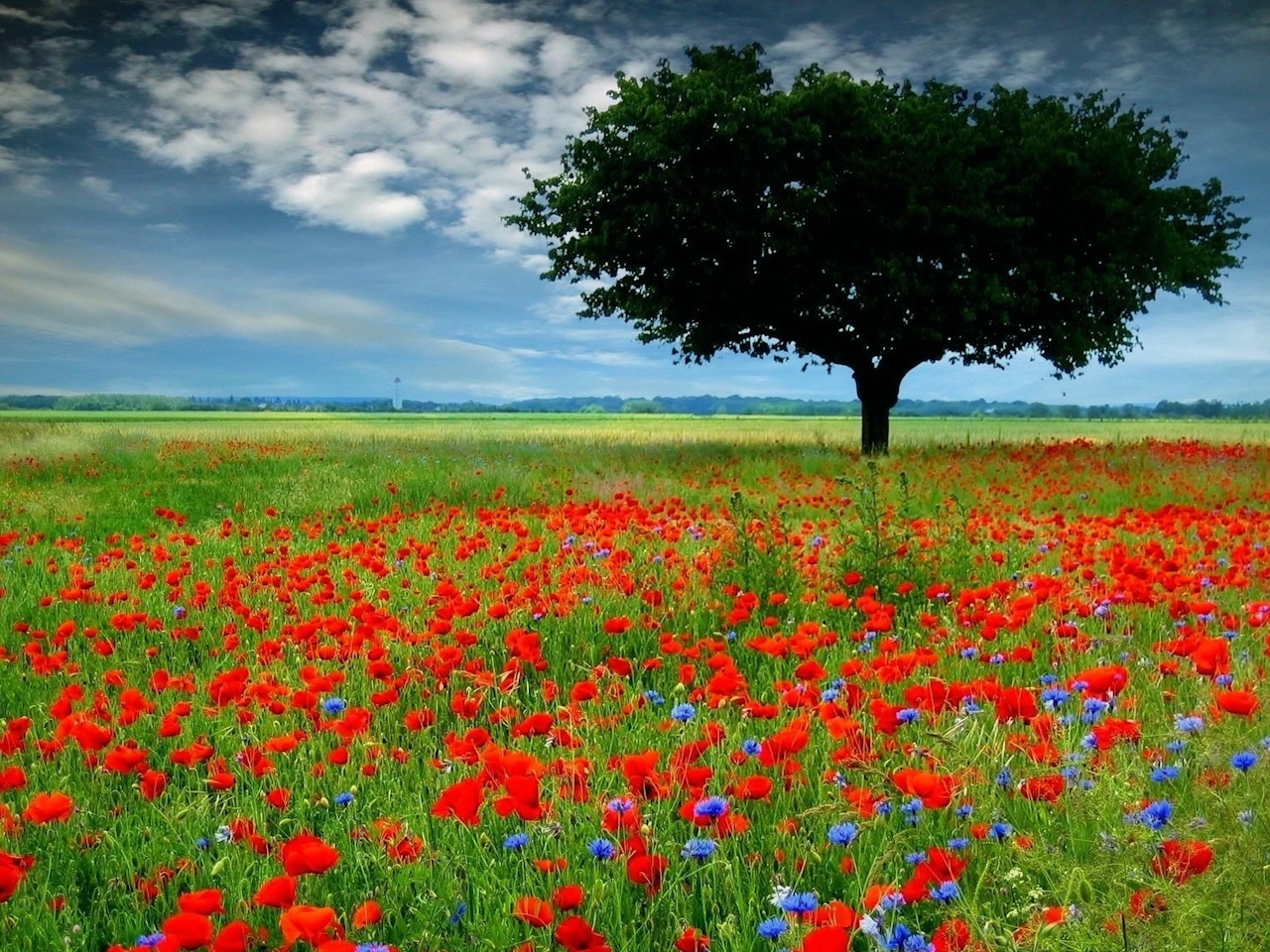 Download mobile wallpaper Landscape, Trees, Nature, Plants, Fields, Flowers for free.