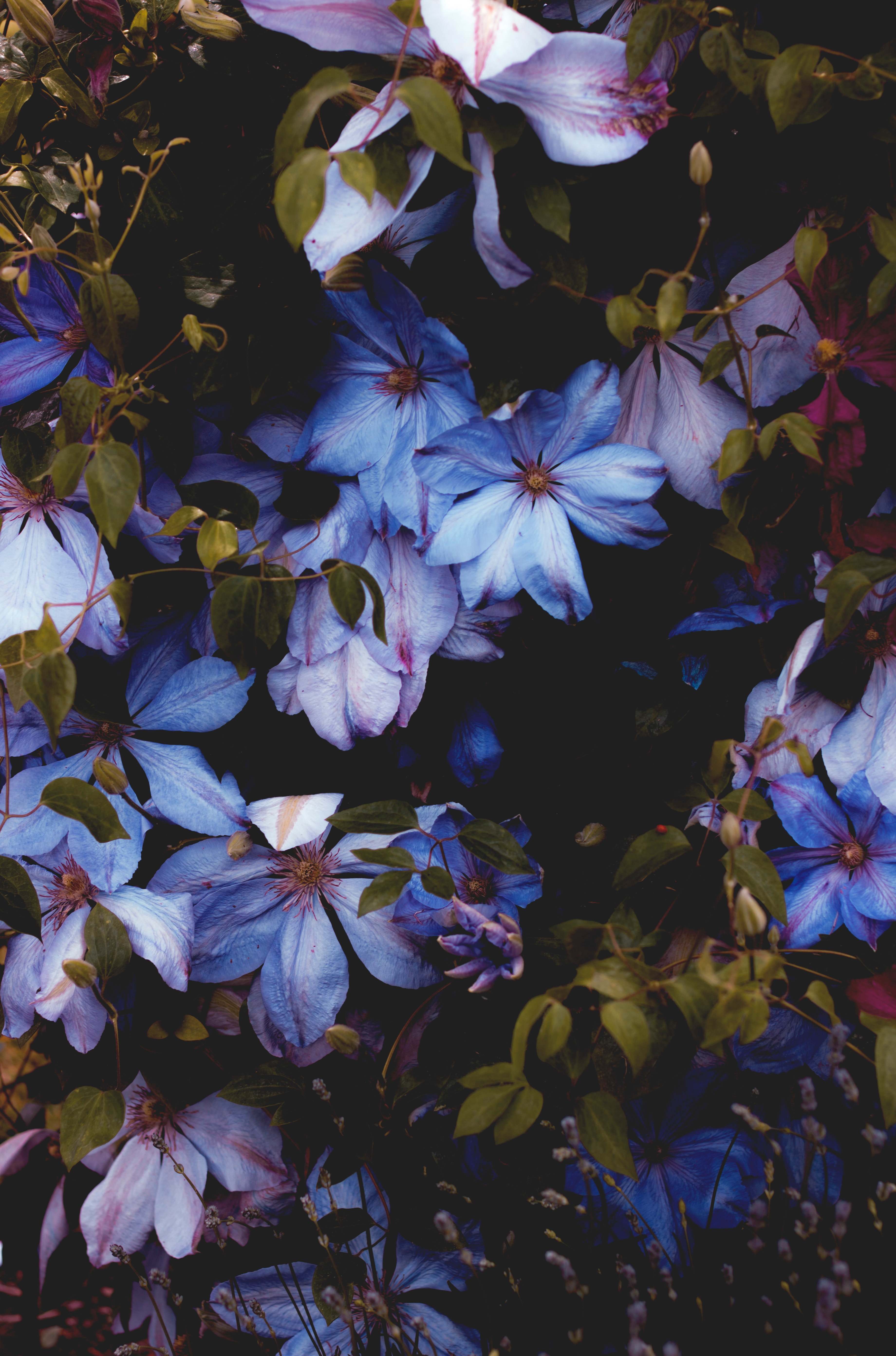 72584 Hintergrundbild herunterladen blumen, blau, pflanze, blühen, blühenden, dekorativ, dekorative - Bildschirmschoner und Bilder kostenlos