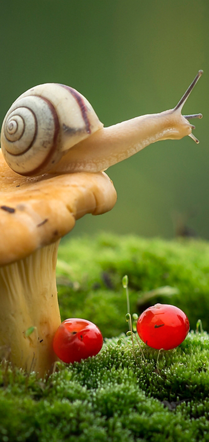 animal, snail, moss, macro, mushroom, mollusc Phone Background