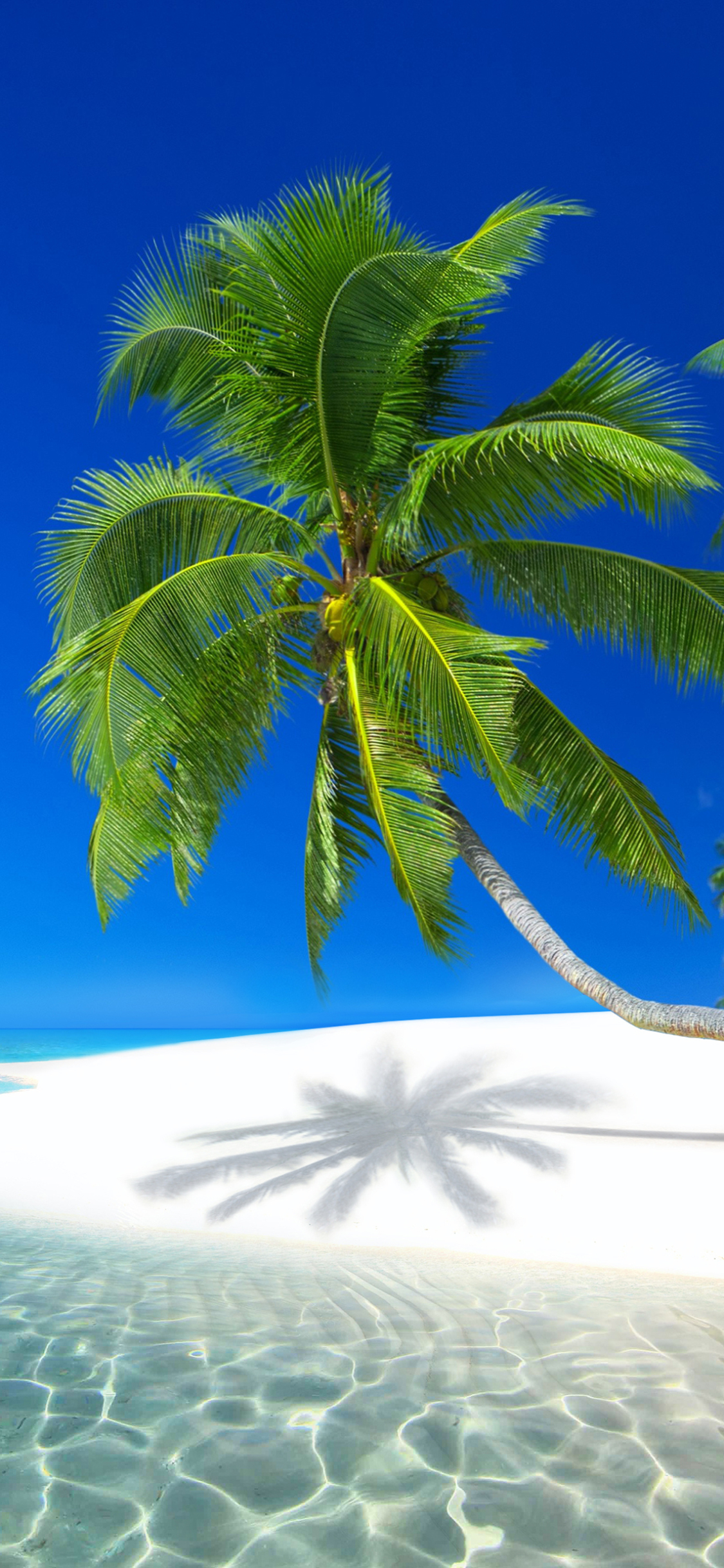 1301582 télécharger le fond d'écran île, les seychelles, terre/nature, tropical, palmier, ile, plage, mer - économiseurs d'écran et images gratuitement