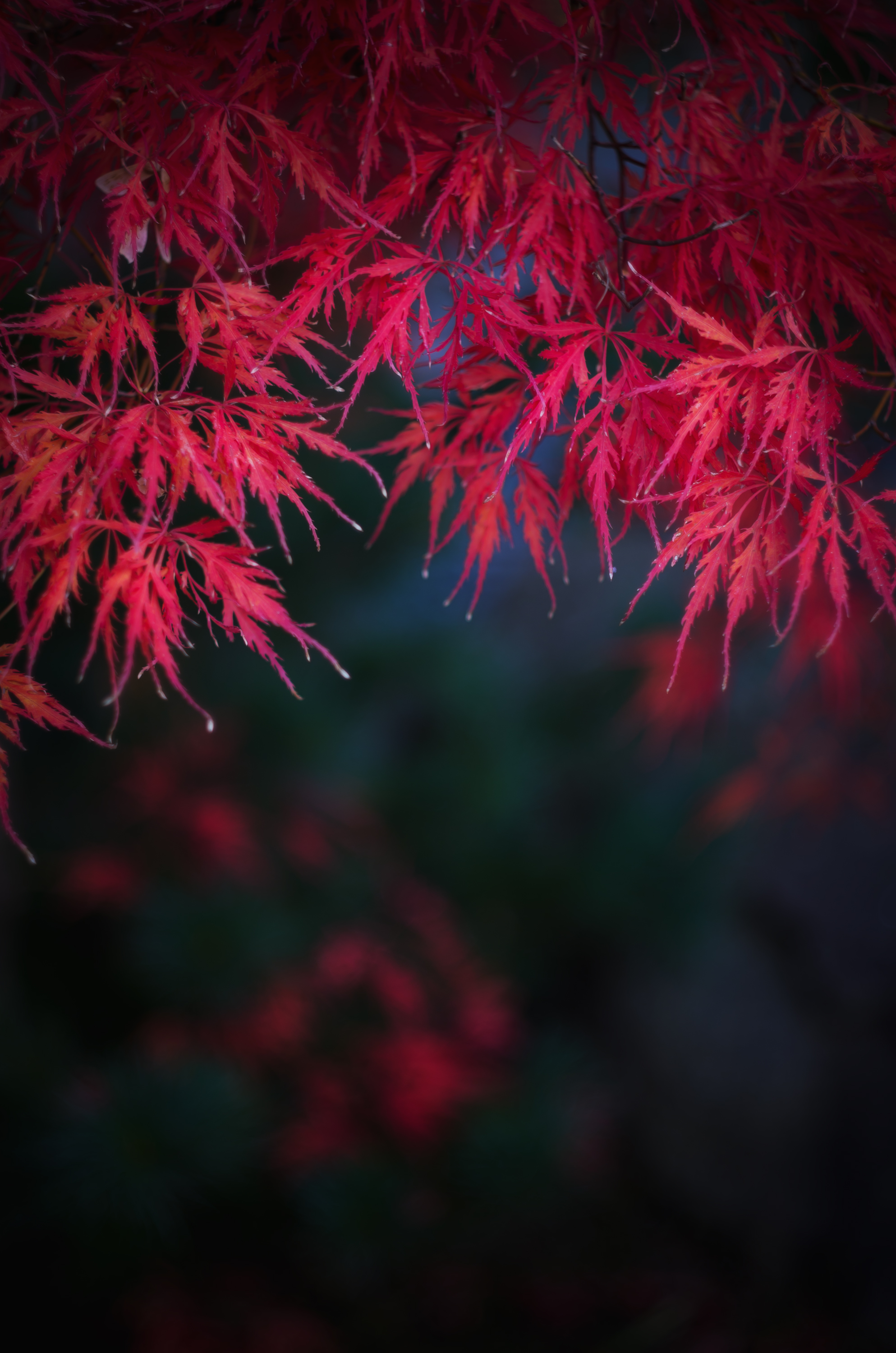 leaves, autumn, nature, red, branches Full HD