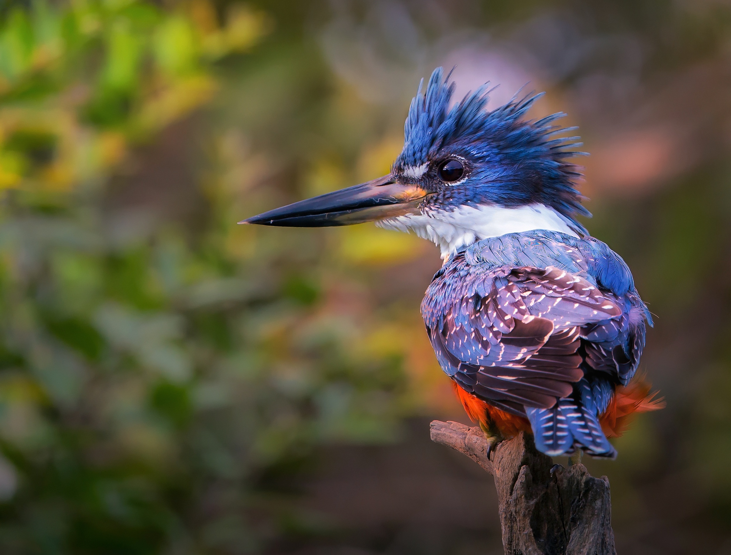 Download mobile wallpaper Birds, Bird, Beak, Animal, Kingfisher, Ringed Kingfisher for free.