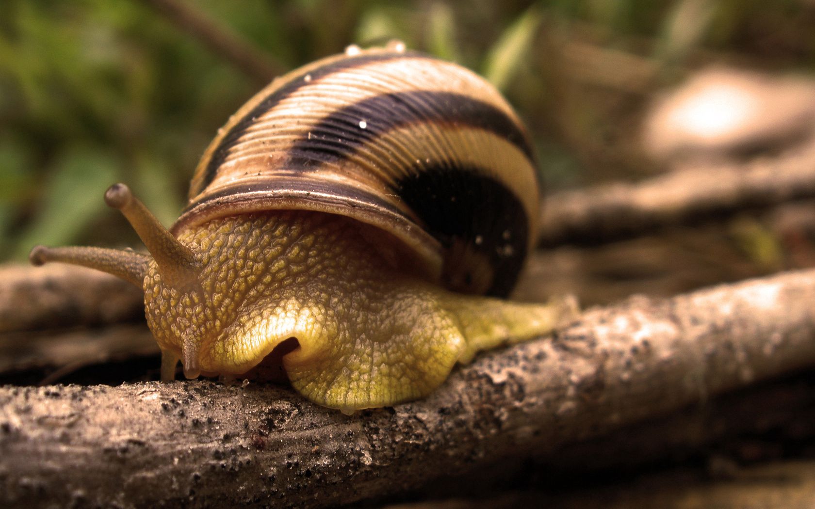 snail, macro, carapace, shell, antennae, tendrils