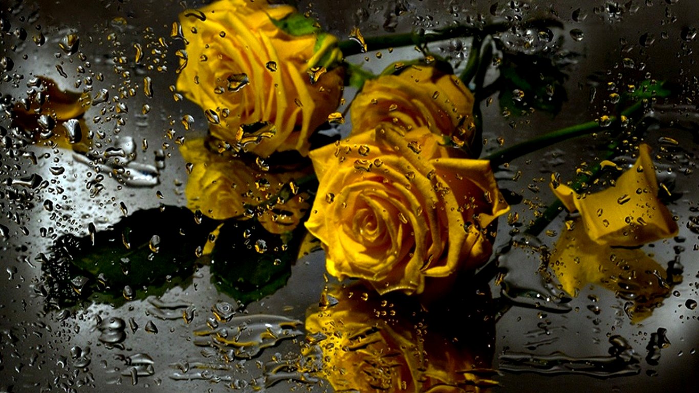 Желтая роза в каплях дождя