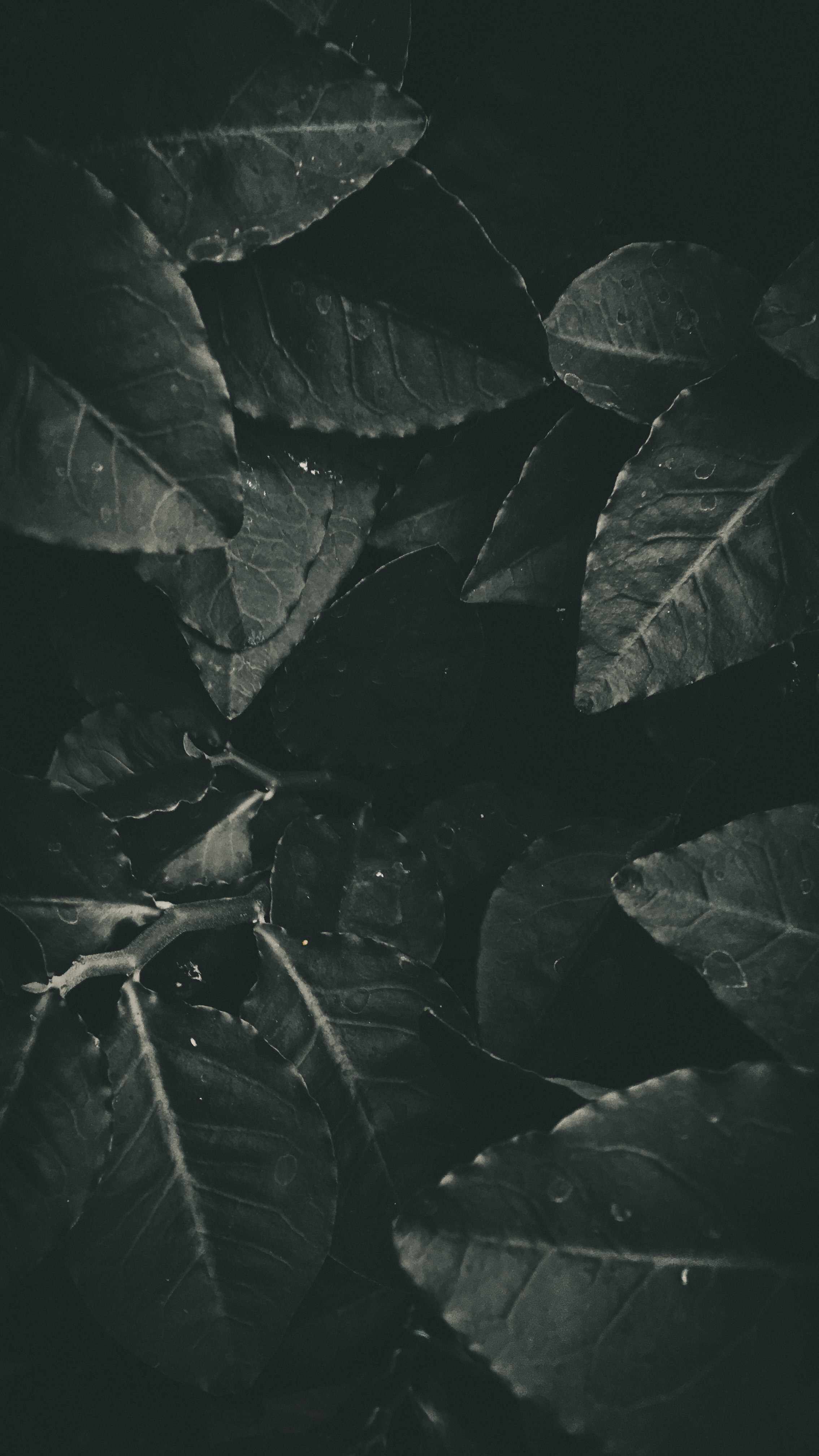 dark, bw, leaves, chb, foliage iphone wallpaper