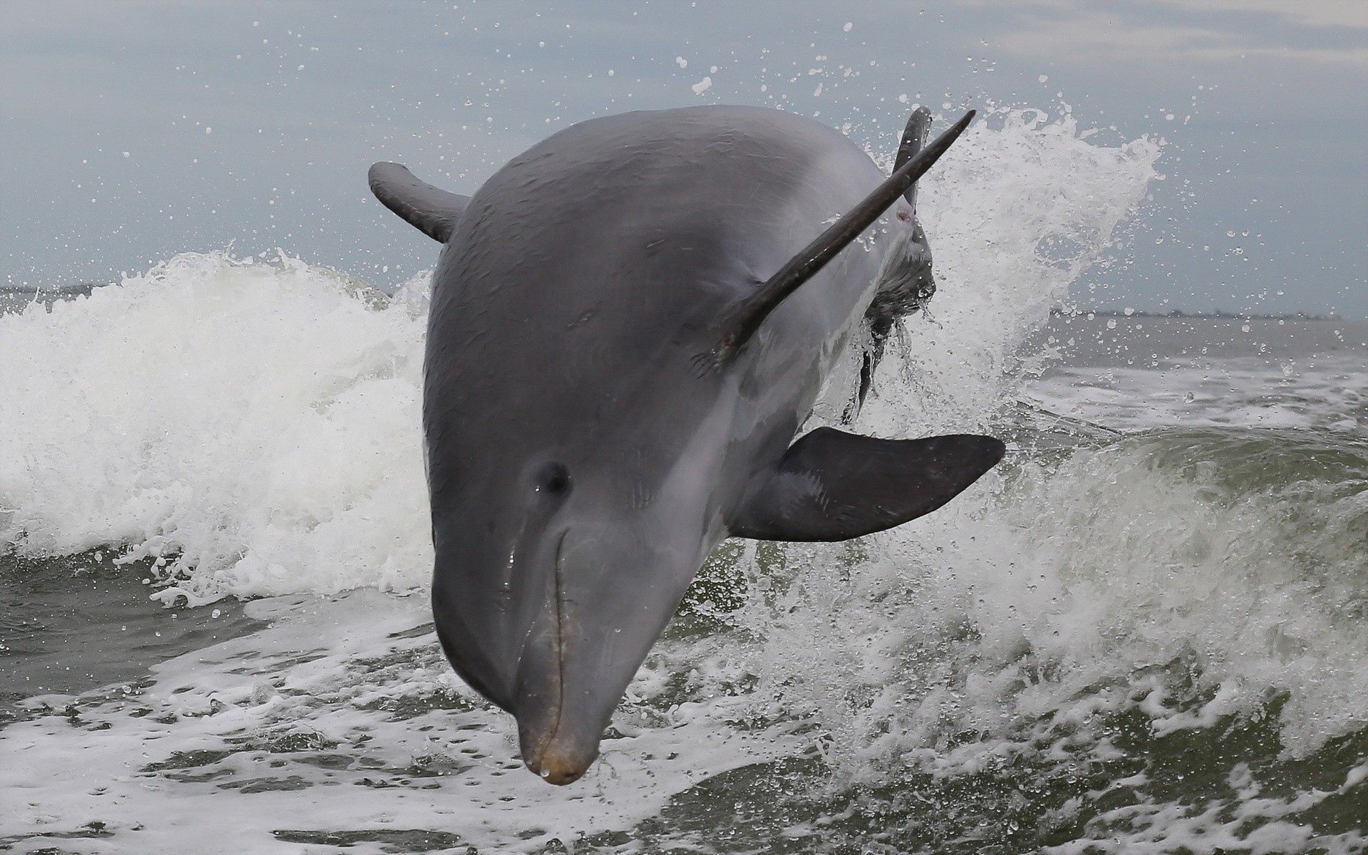 在您的 PC 桌面上免費下載 动物, 海, 弹跳, 跳跃, 海豚 圖片