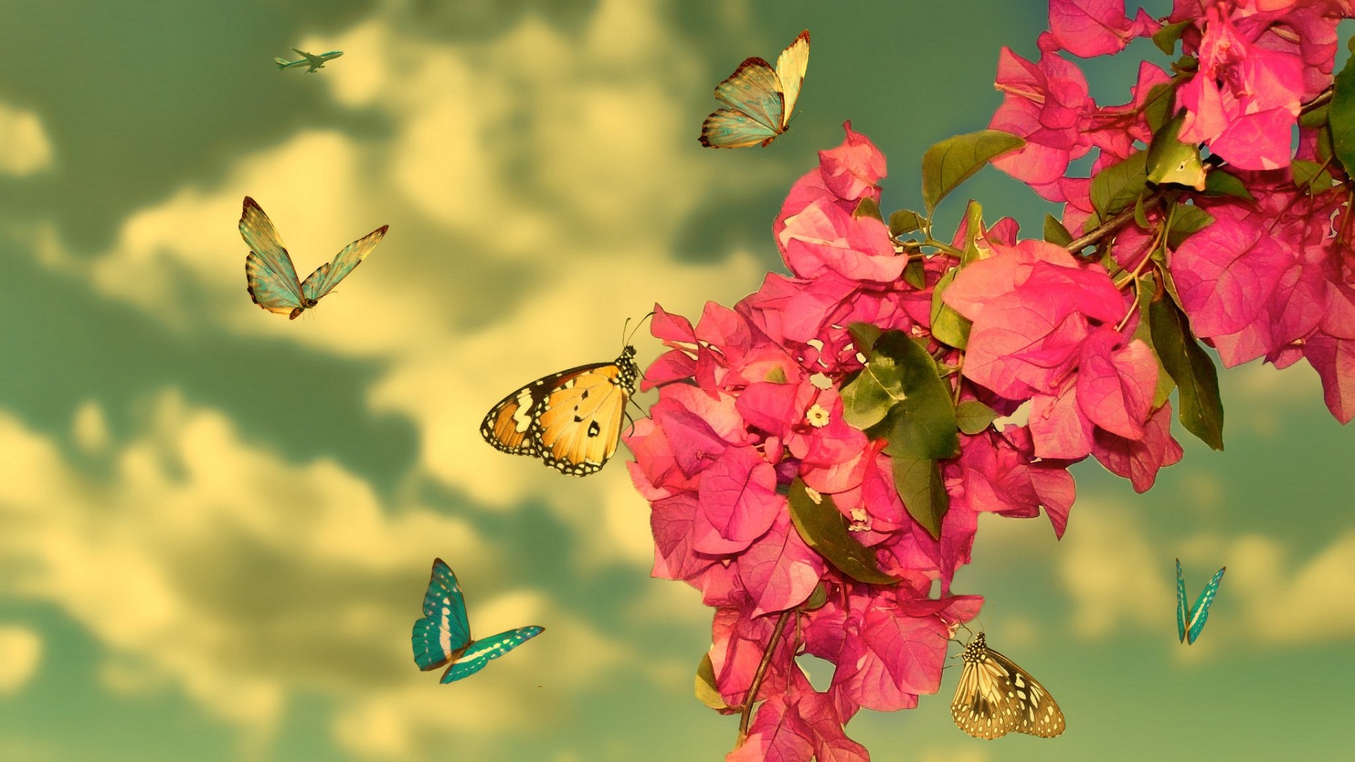 Free download wallpaper Butterfly, Animal, Spring, Bougainvillea, Blossom, Manipulation, Pink Flower on your PC desktop