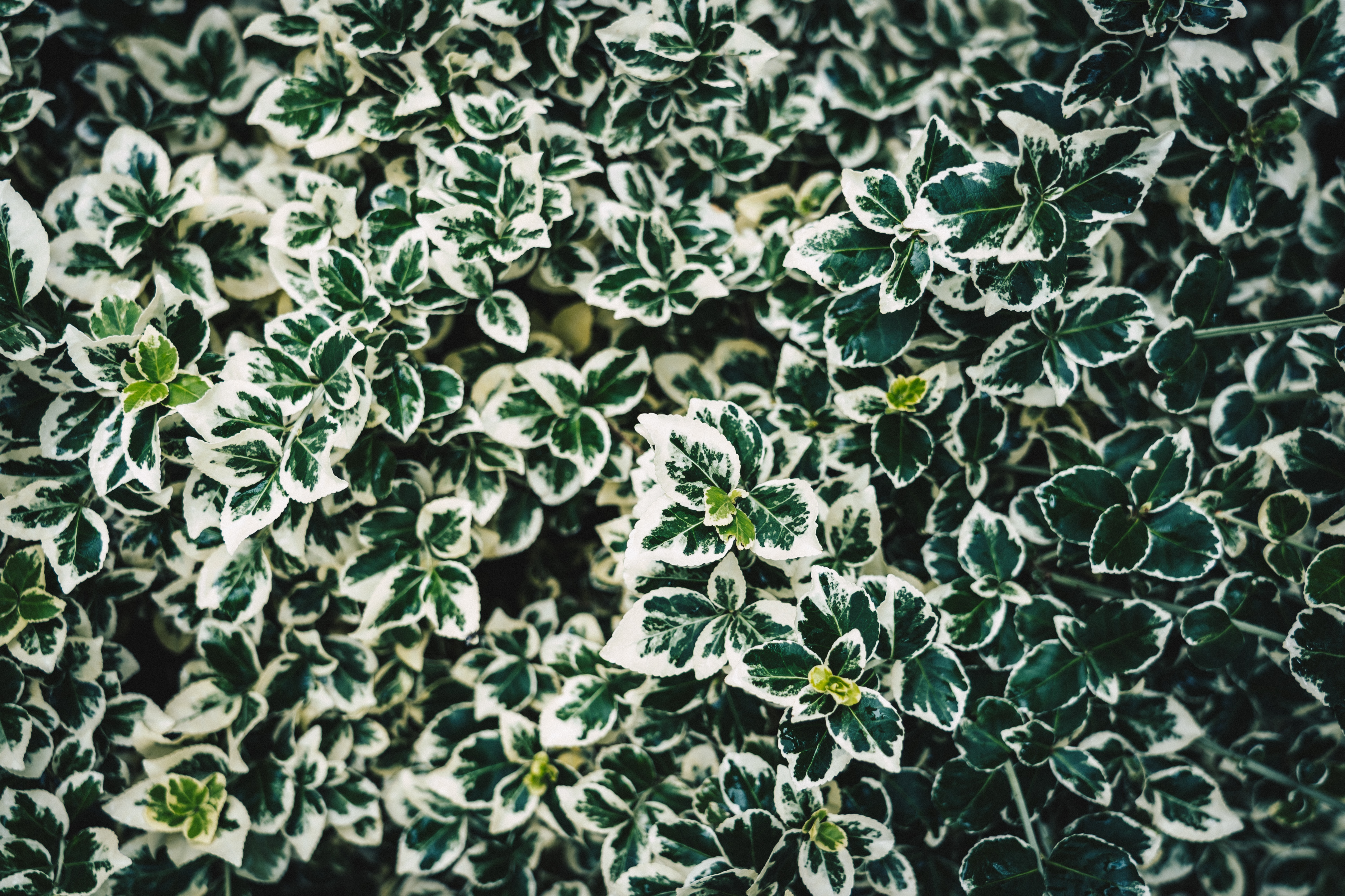 Handy-Wallpaper Bush, Pflanze, Makro, Fleckig, Gefleckt, Blätter, Busch kostenlos herunterladen.