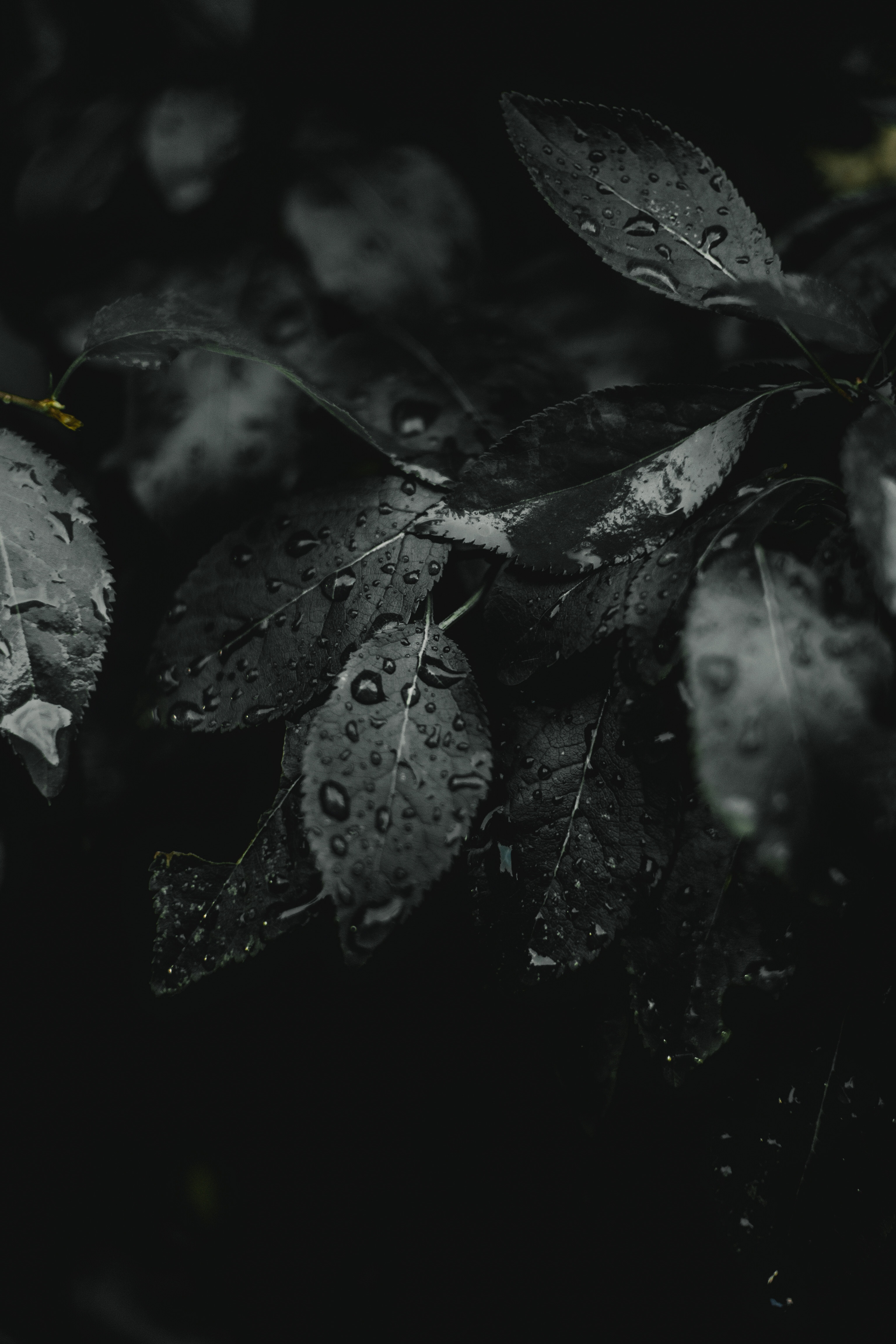 dark, leaves, drops, plant, macro, wet for android