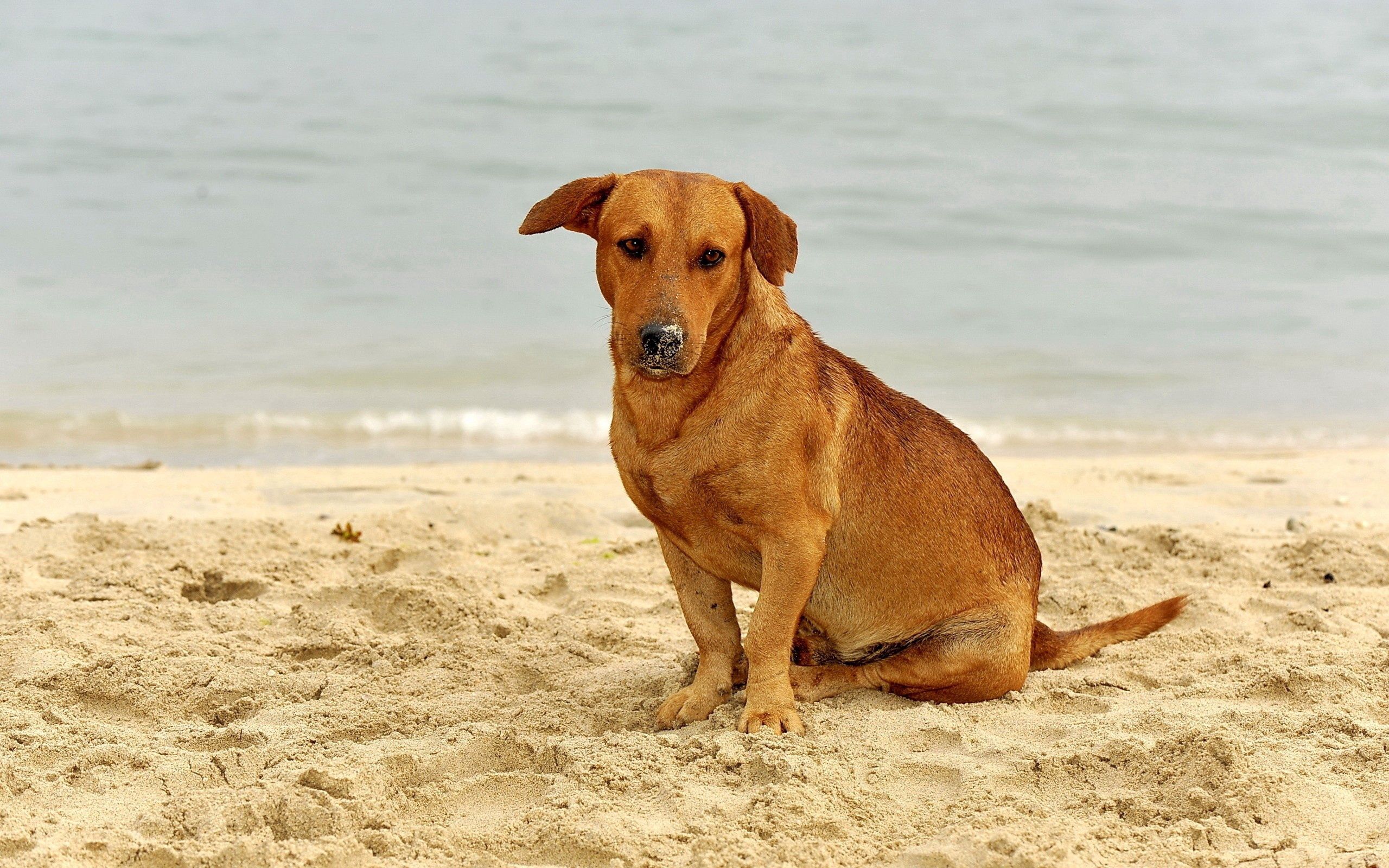 52072 скачать картинку грусть, животные, песок, сидеть, собака - обои и заставки бесплатно