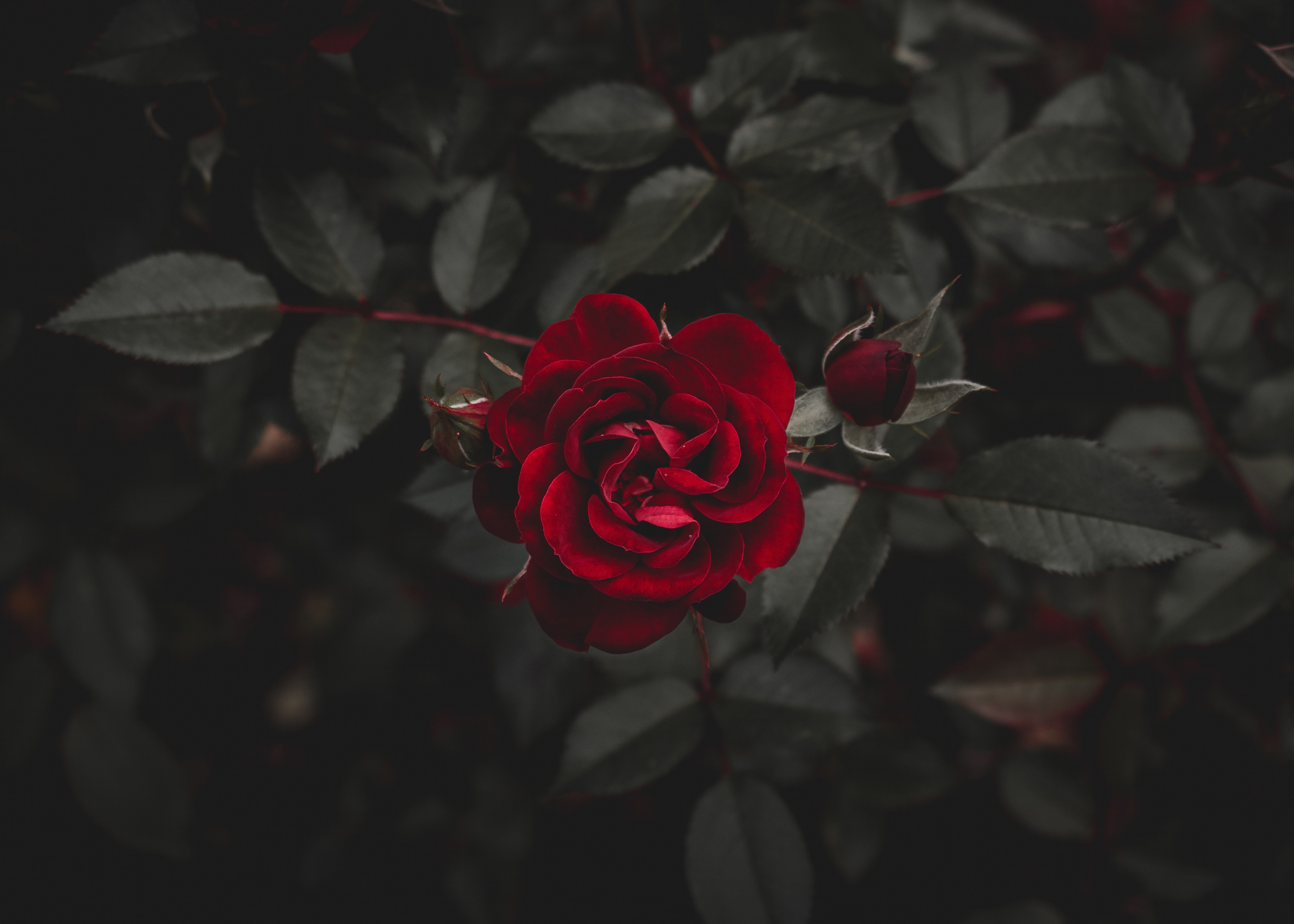 rose, flowers, rose flower, flower, red, bud 2160p