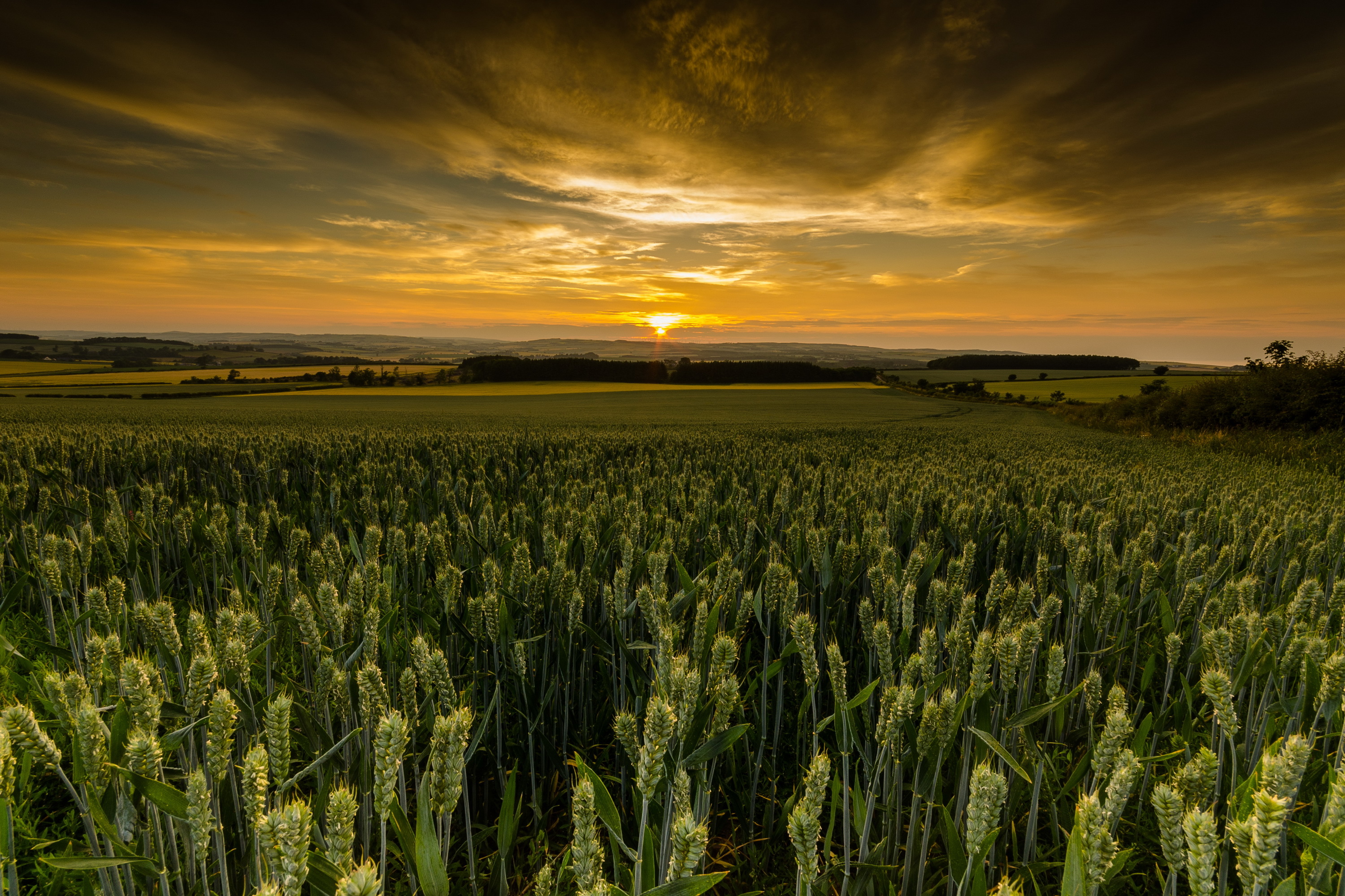 «Закат: пшеничные поля около Арля» Ван Гог