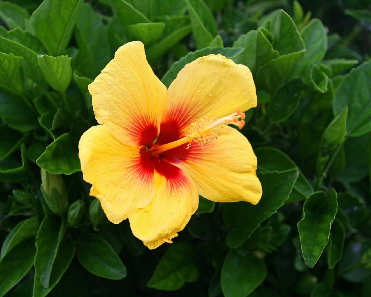 earth, hibiscus, flower, yellow flower