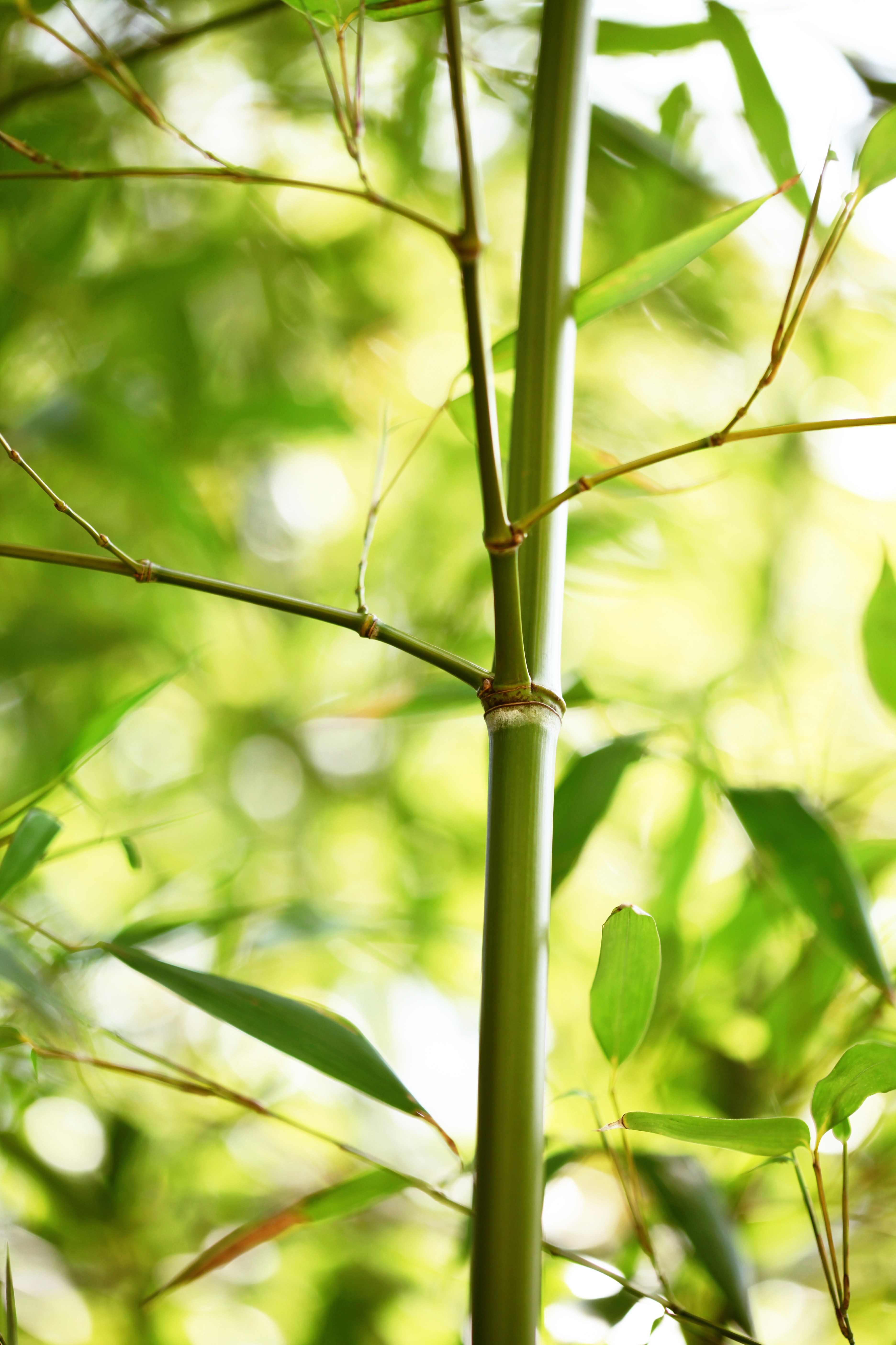 Handy-Wallpaper Bambus, Natur, Blätter, Pflanze kostenlos herunterladen.