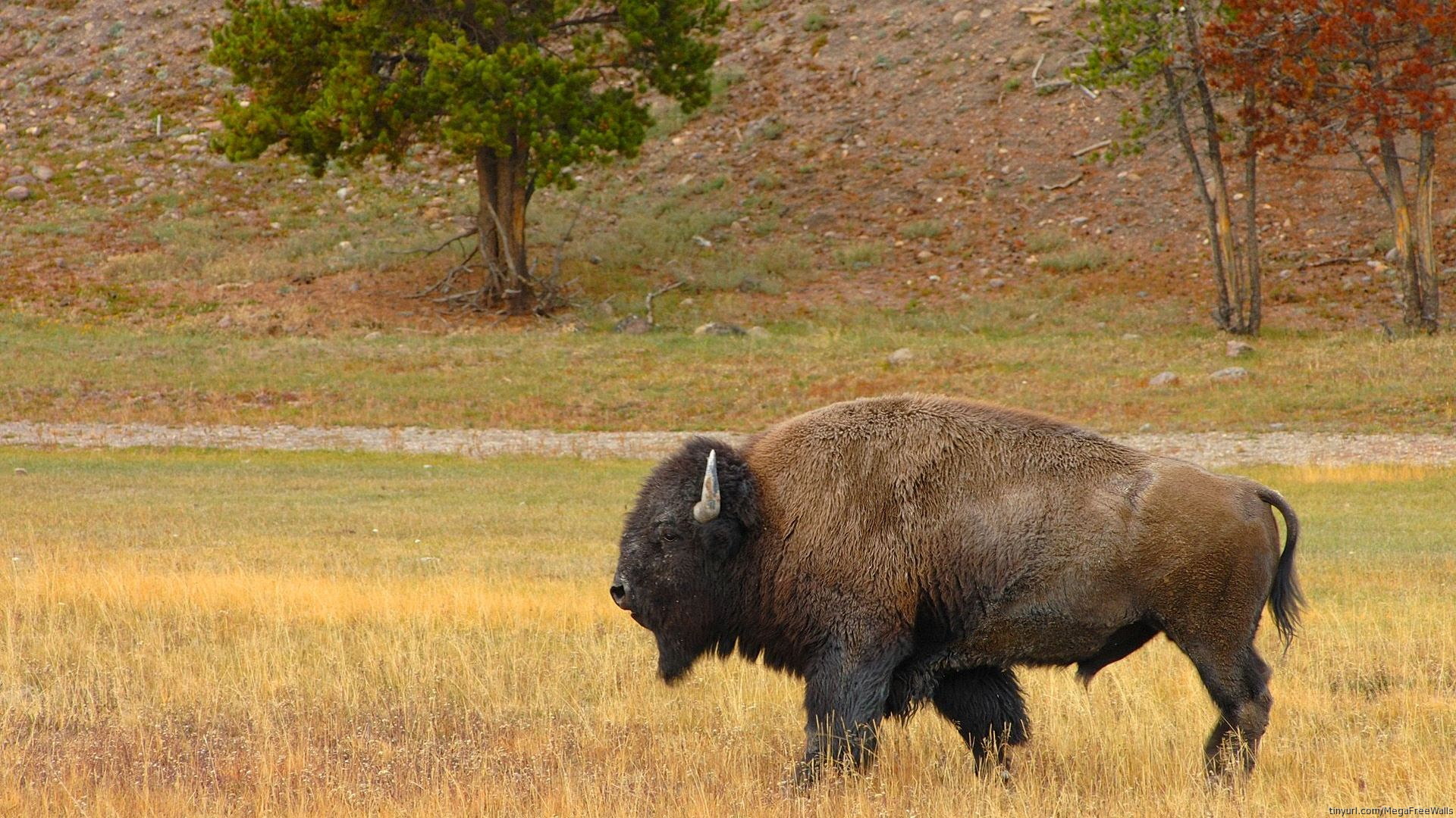 533675 Bild herunterladen tiere, amerikanischer bison, büffel - Hintergrundbilder und Bildschirmschoner kostenlos