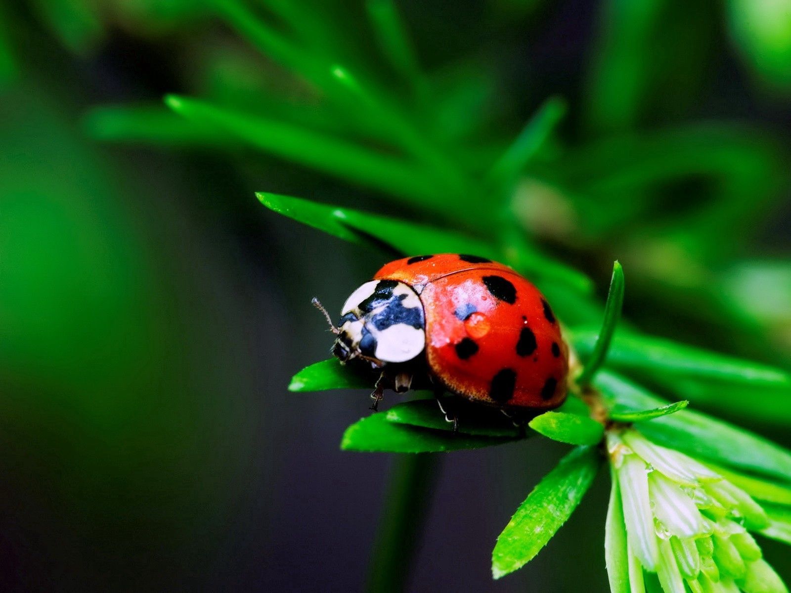 android macro, ladybug, grass, insect, ladybird