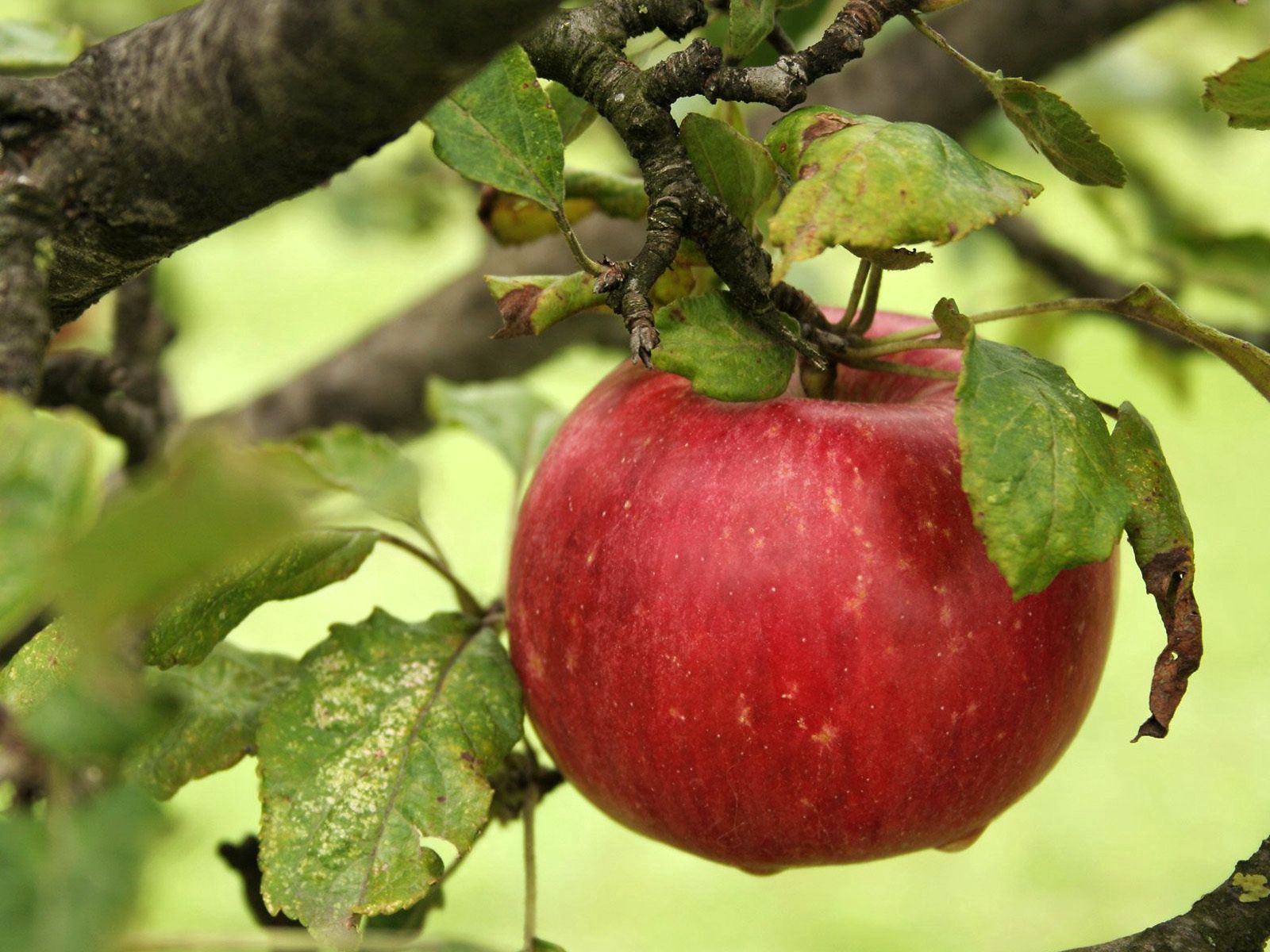 157804 下載圖片 食物, 苹果, 叶, 分支, 成熟, 熟熟 - 免費壁紙和屏保