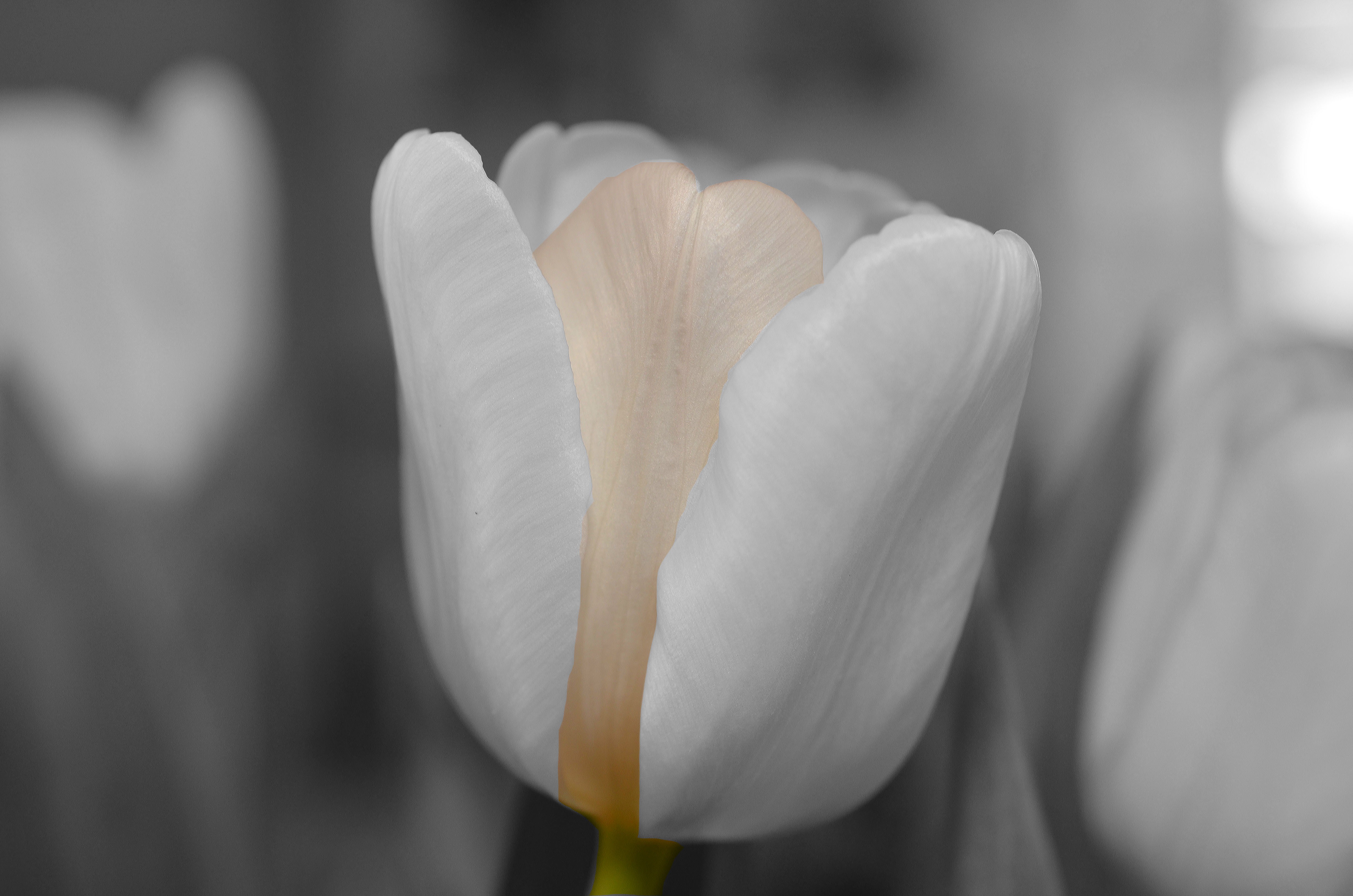 145699 Hintergrundbild herunterladen blume, makro, blütenblätter, knospe, bud, unschärfe, glatt, tulpe, tulip - Bildschirmschoner und Bilder kostenlos