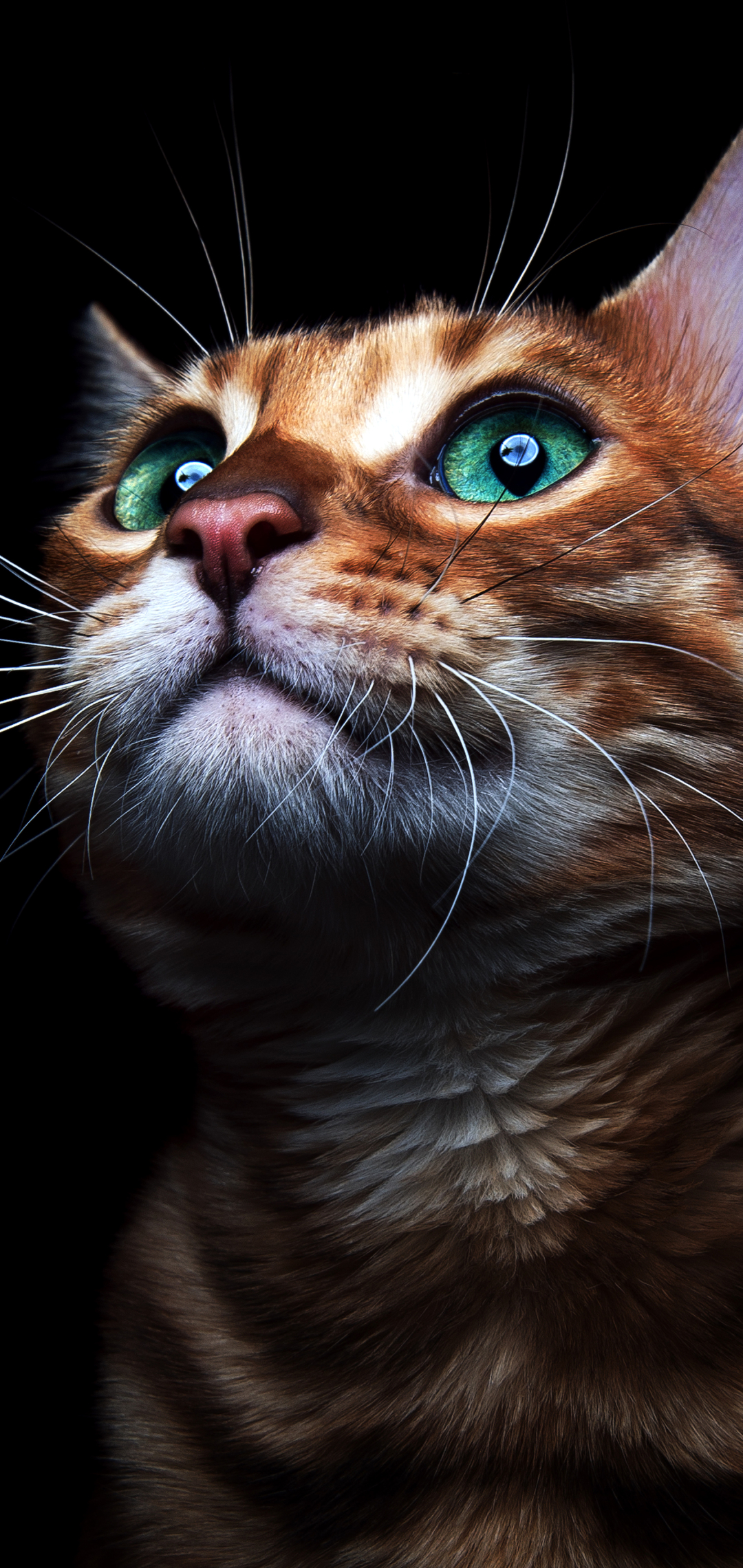 Descarga gratuita de fondo de pantalla para móvil de Animales, Gatos, Gato, Gatito, Ojos Verdes.